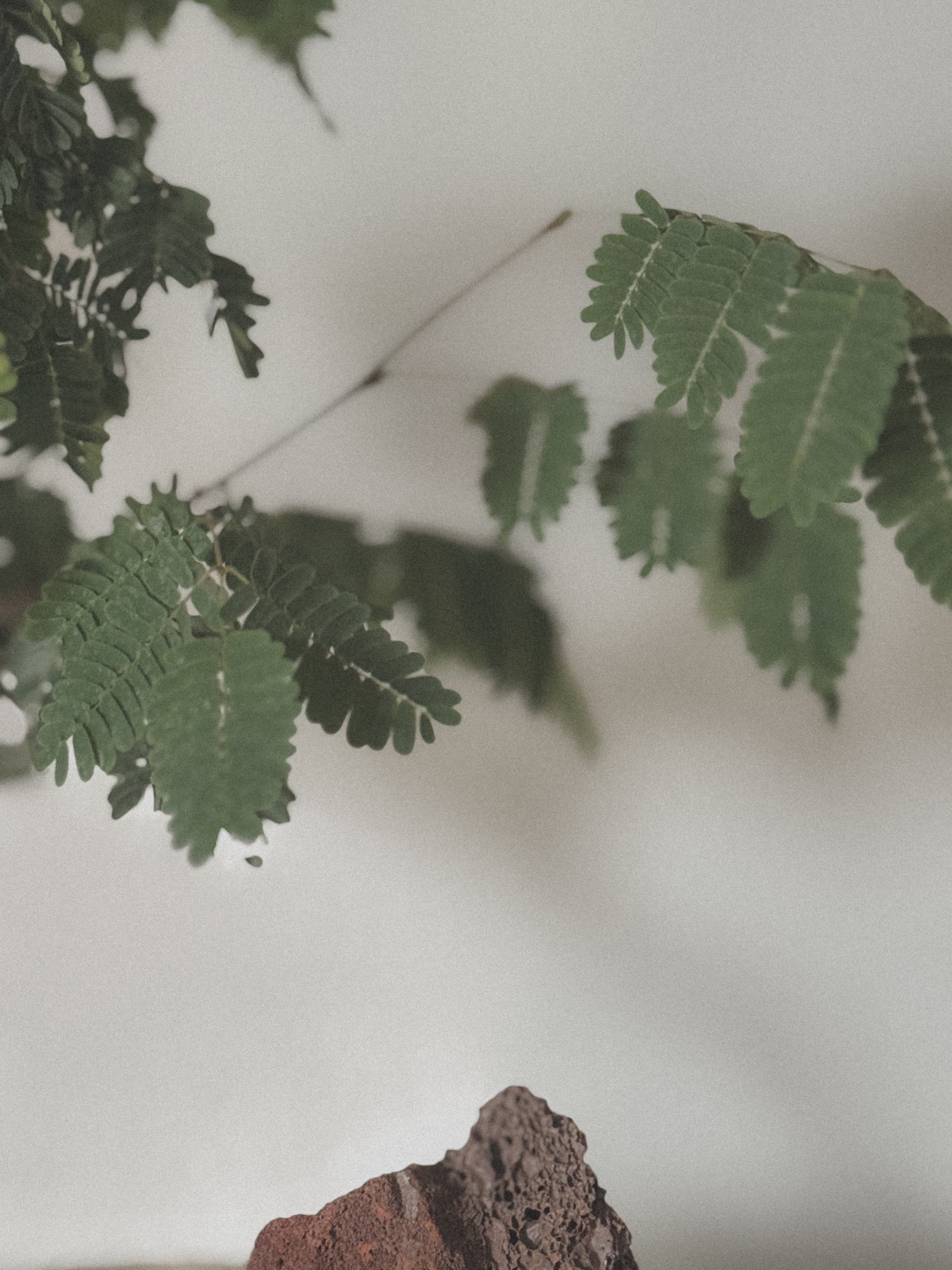 Divi Divi (Caesalpinia Coriaria)