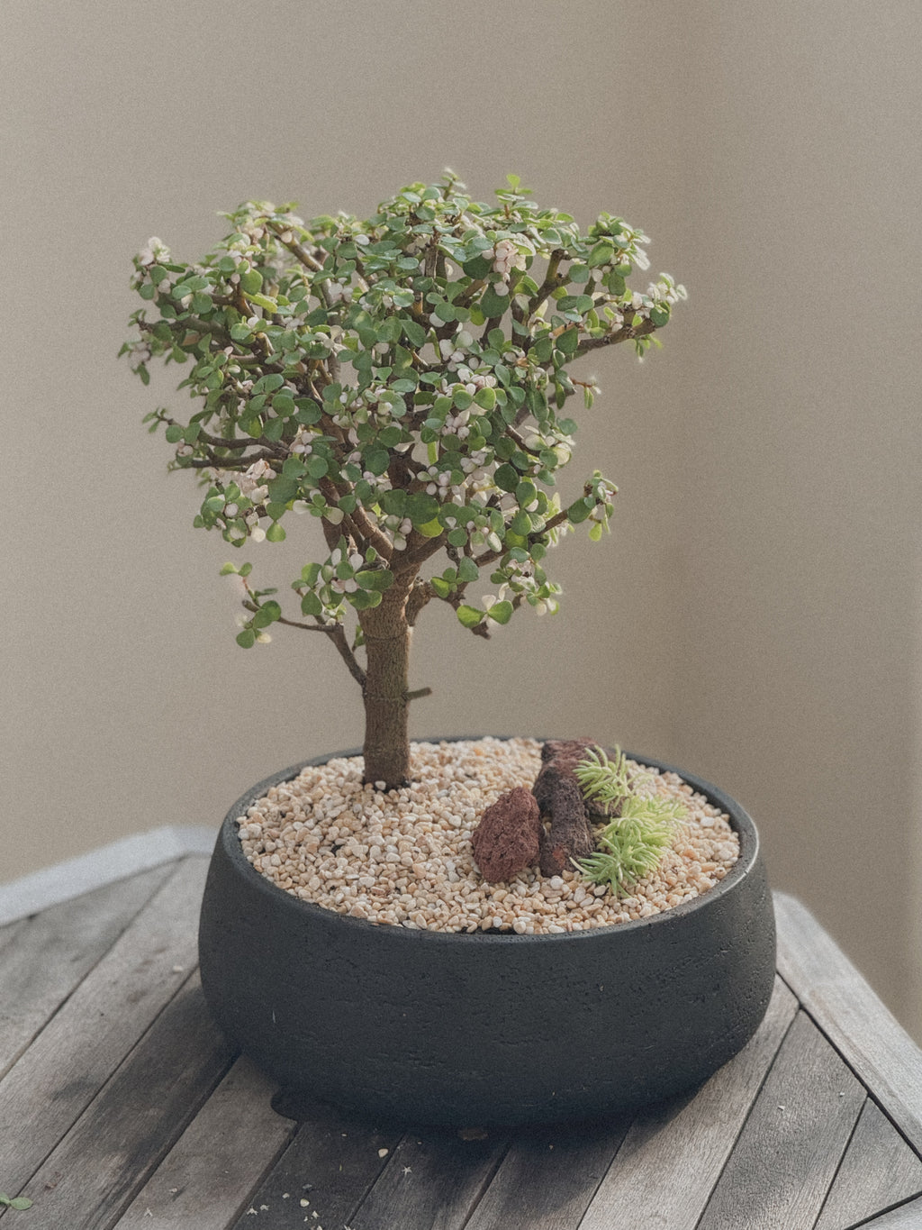 Pink Jade Bonsai (Portulacaria Afra)