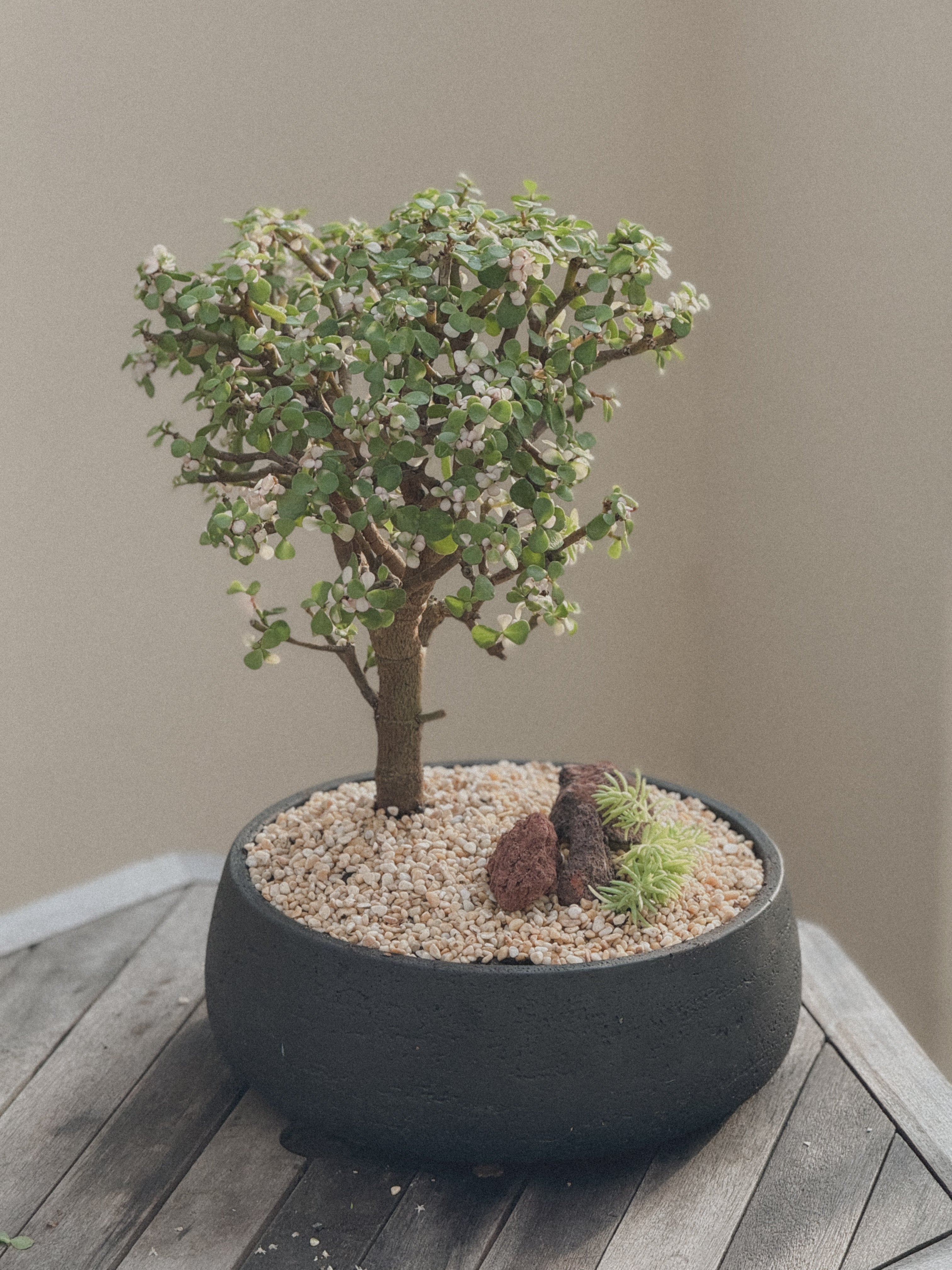 Pink Jade Bonsai (Portulacaria Afra)