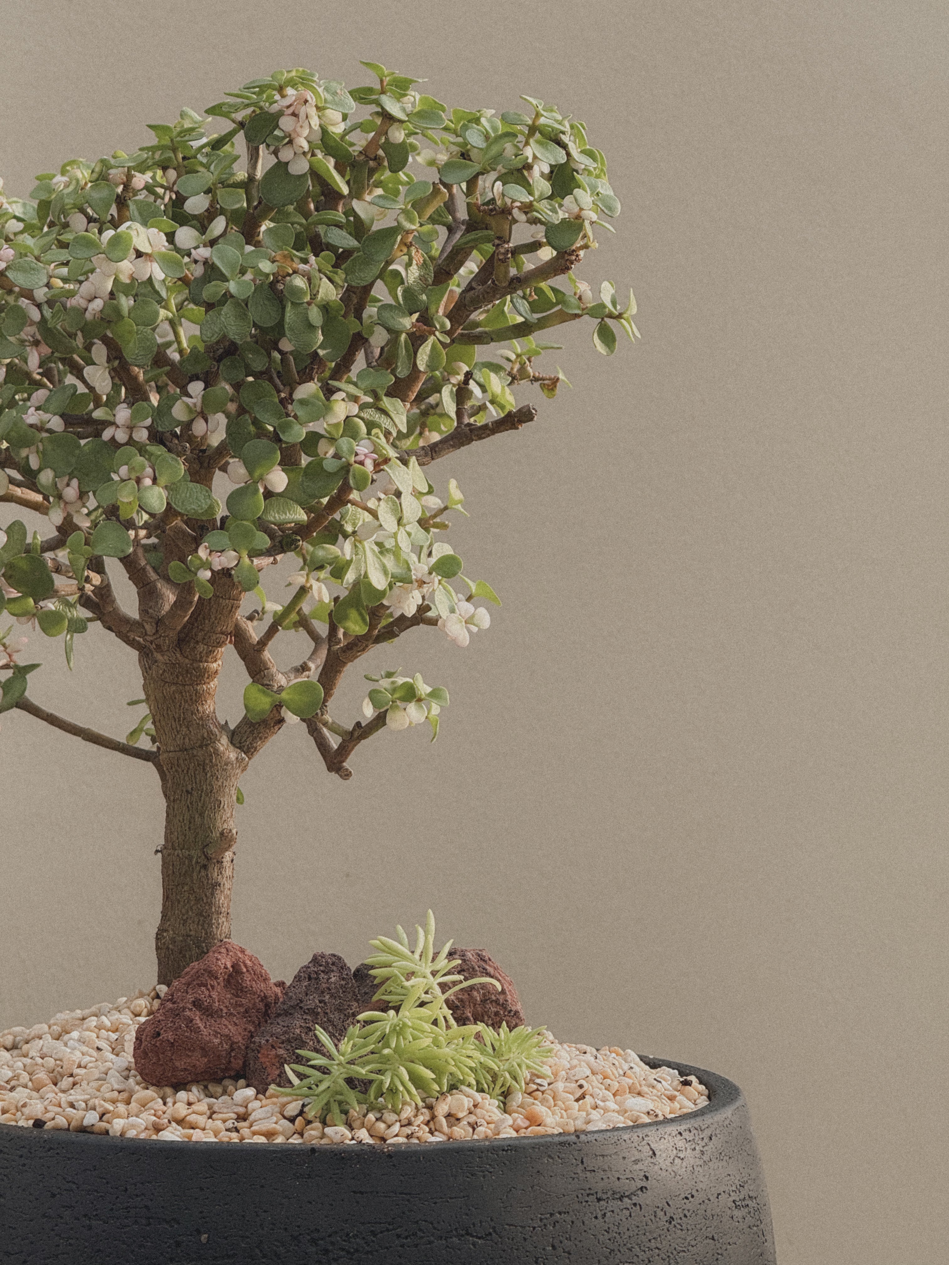 Pink Jade Bonsai (Portulacaria Afra)