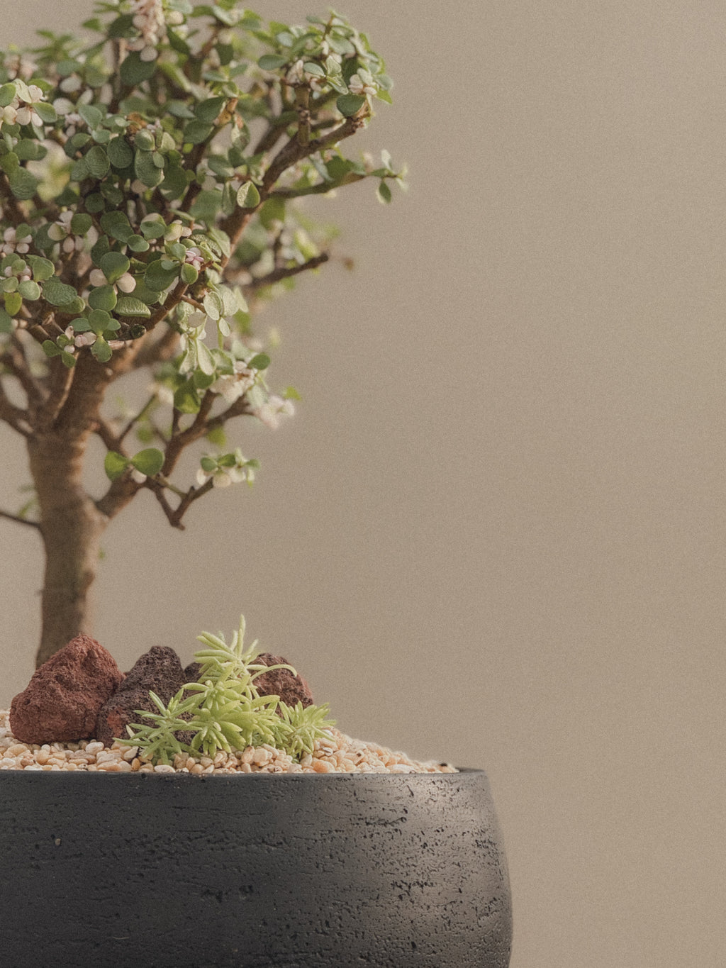 Pink Jade Bonsai (Portulacaria Afra)