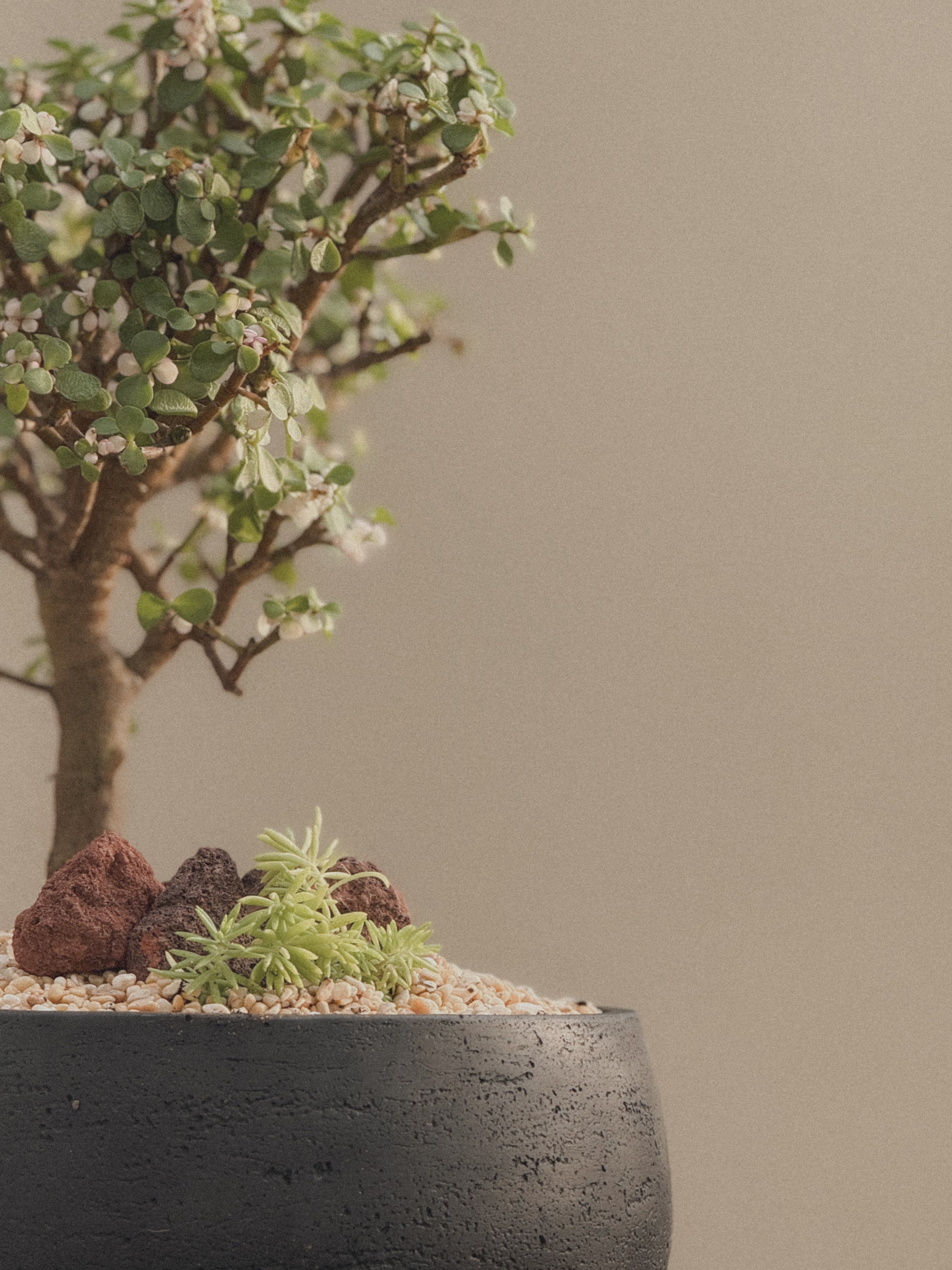 Pink Jade Bonsai (Portulacaria Afra)