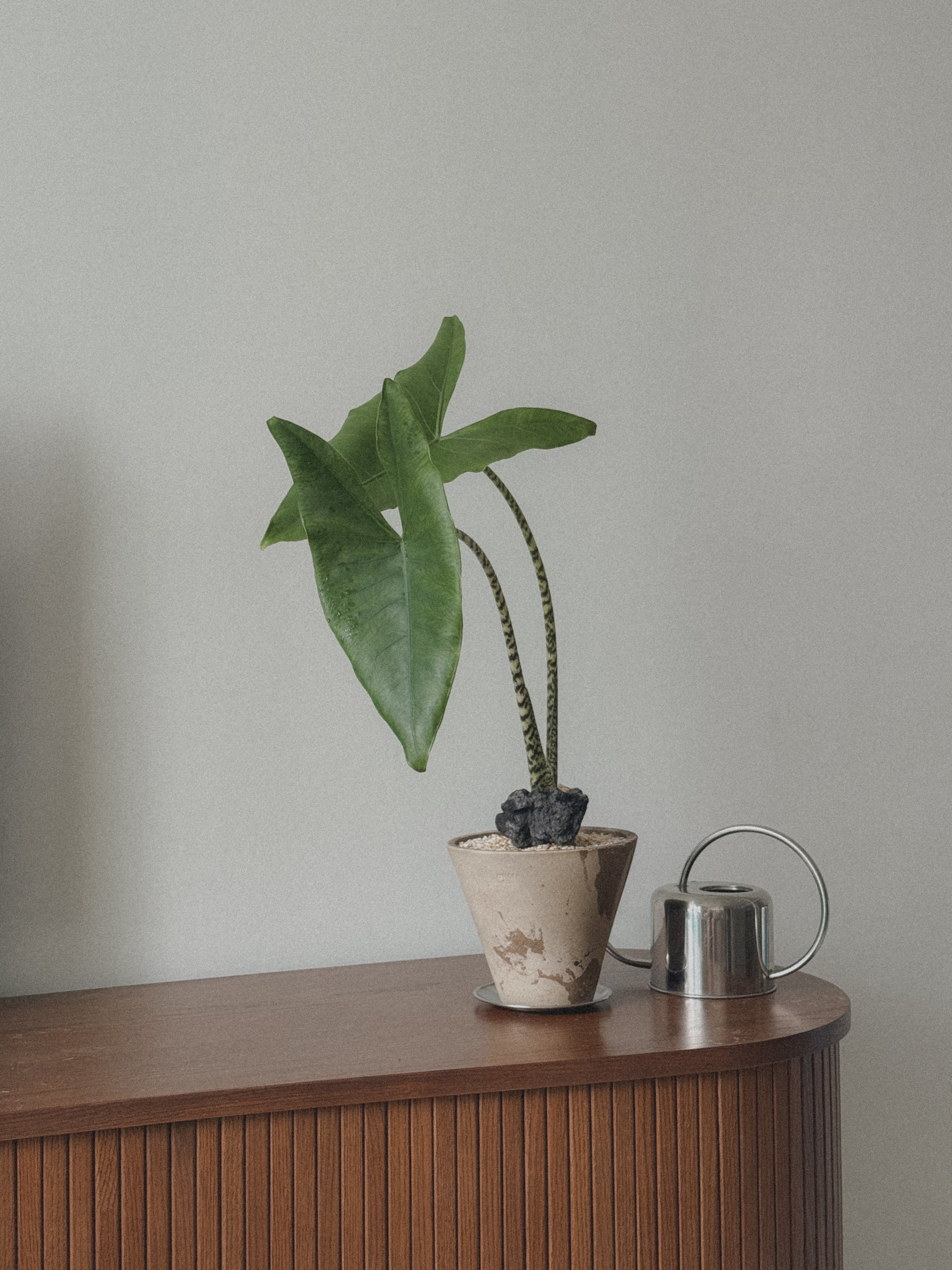 Alocasia Zebrina
