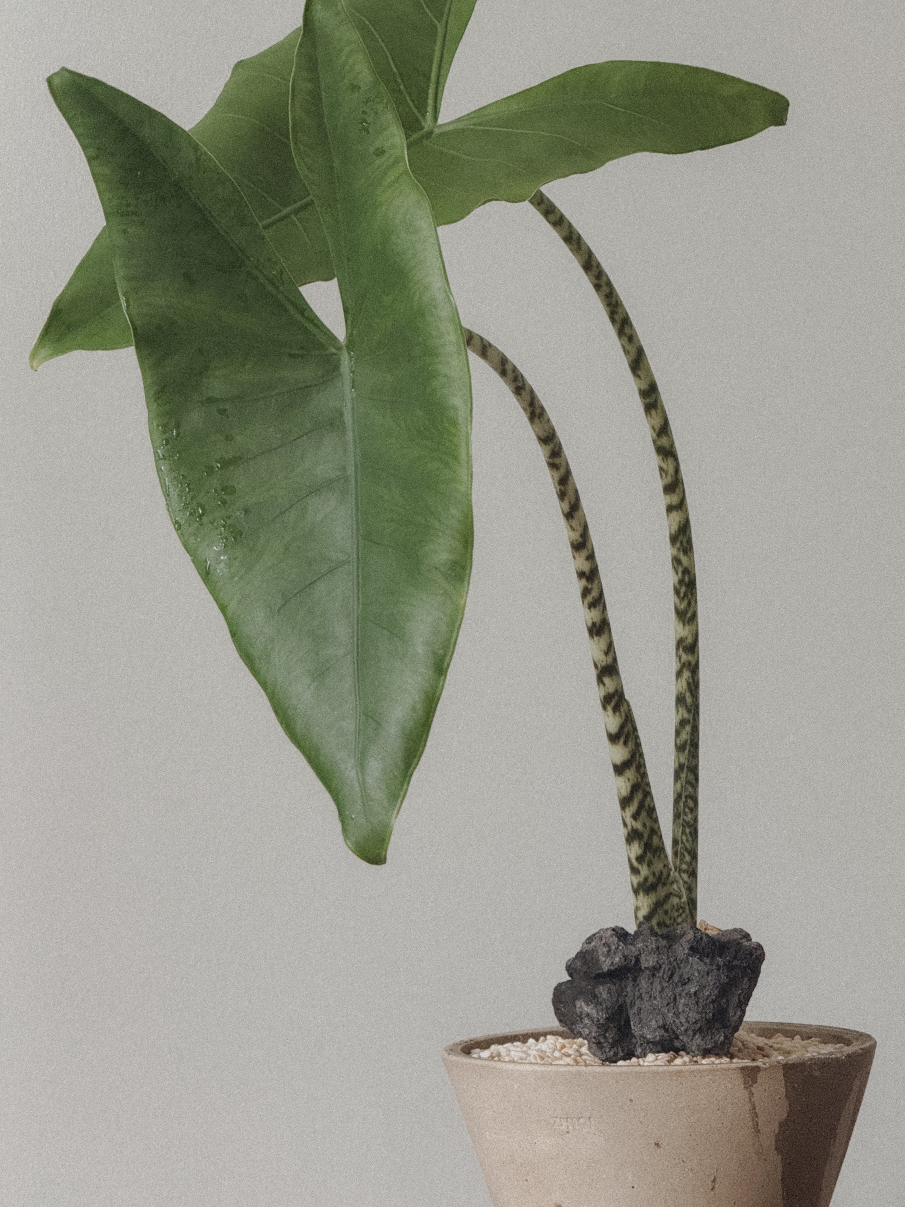 Alocasia Zebrina