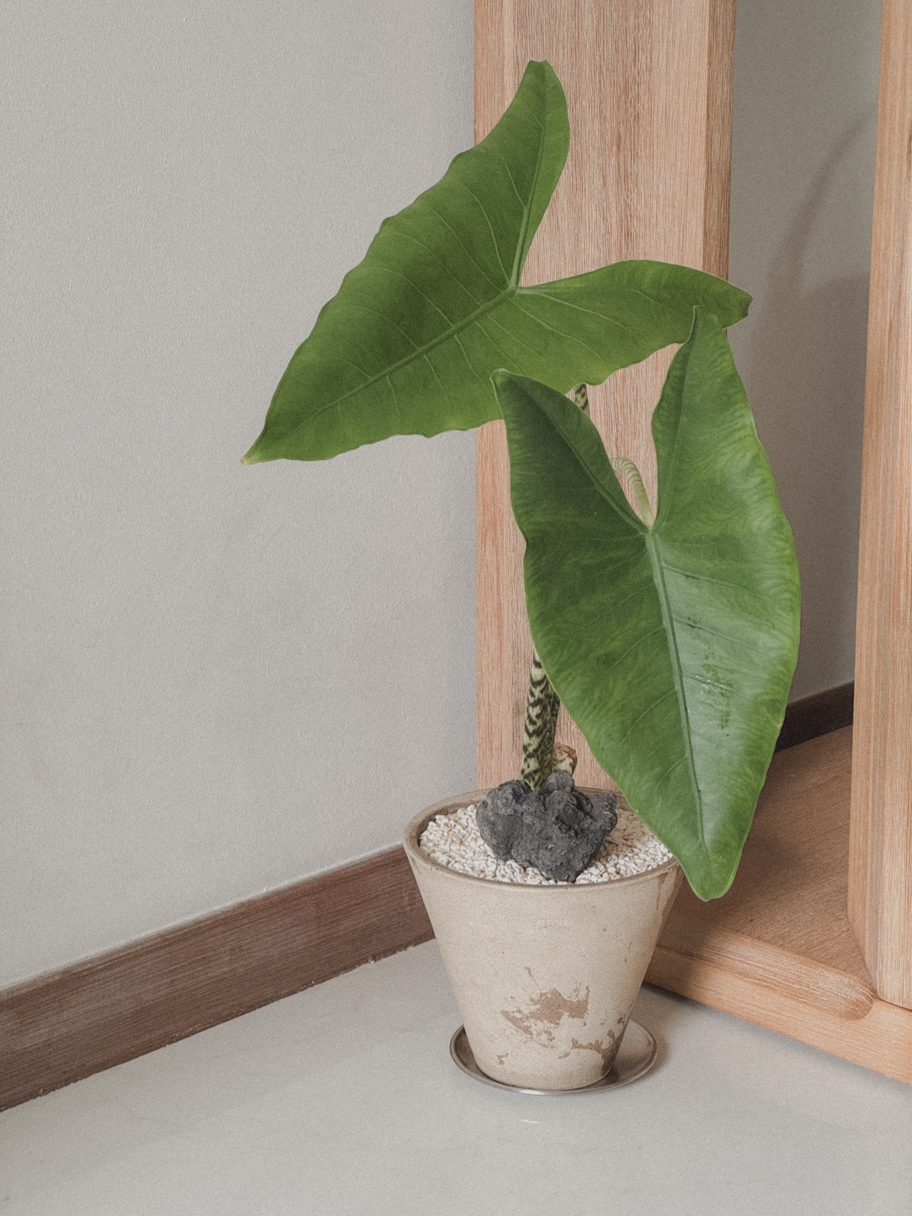 Alocasia Zebrina