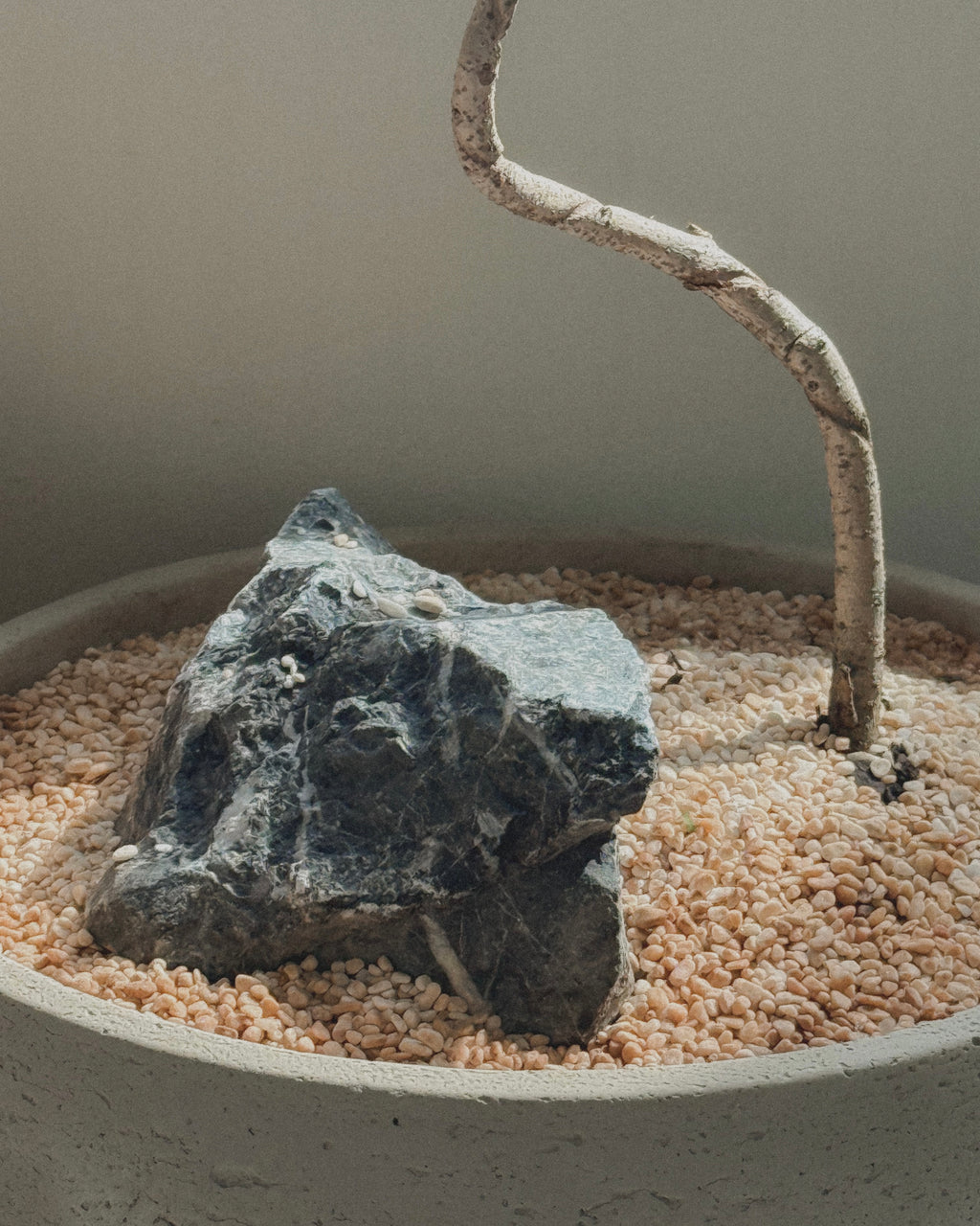 Jacaranda Bonsai