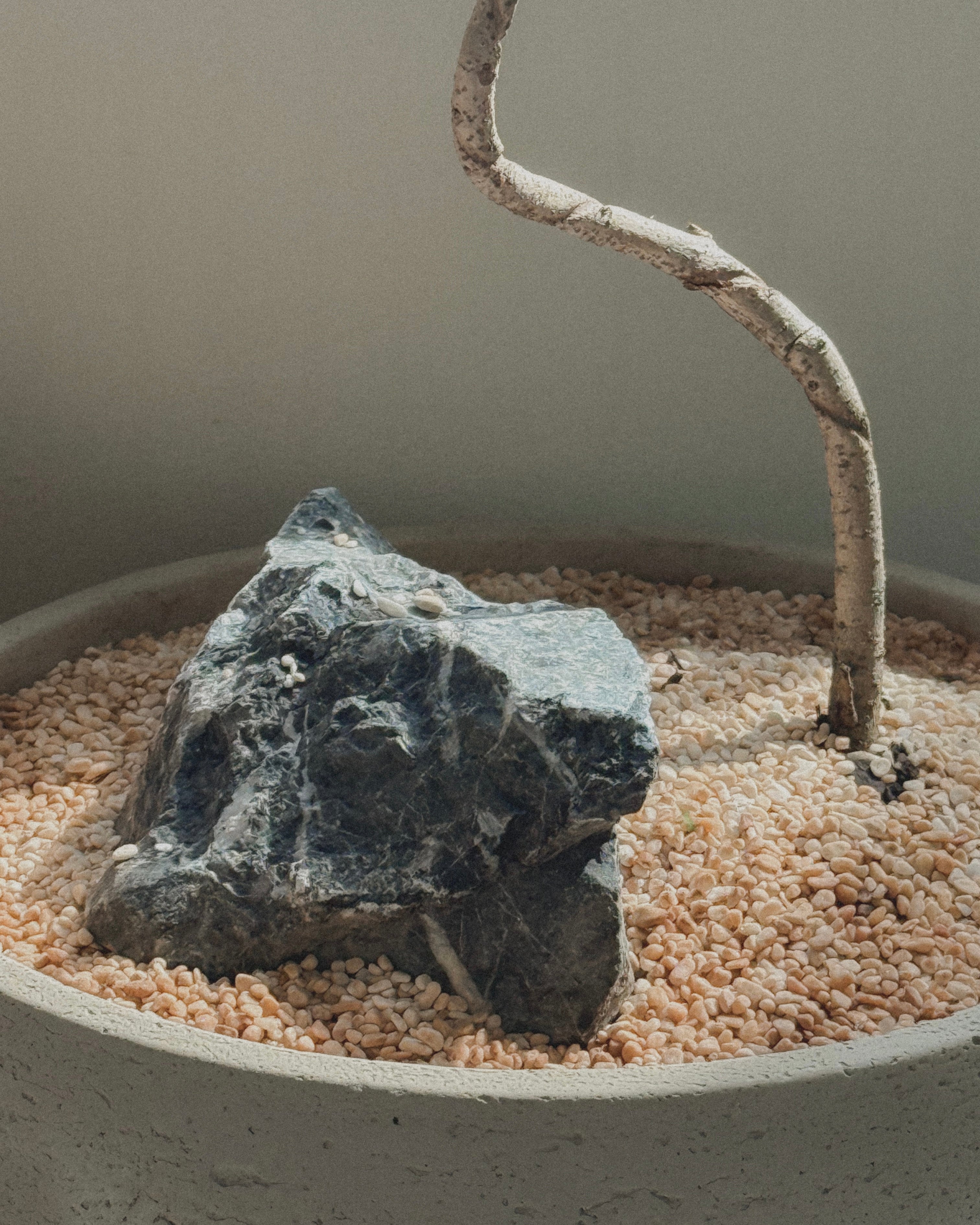Jacaranda Bonsai