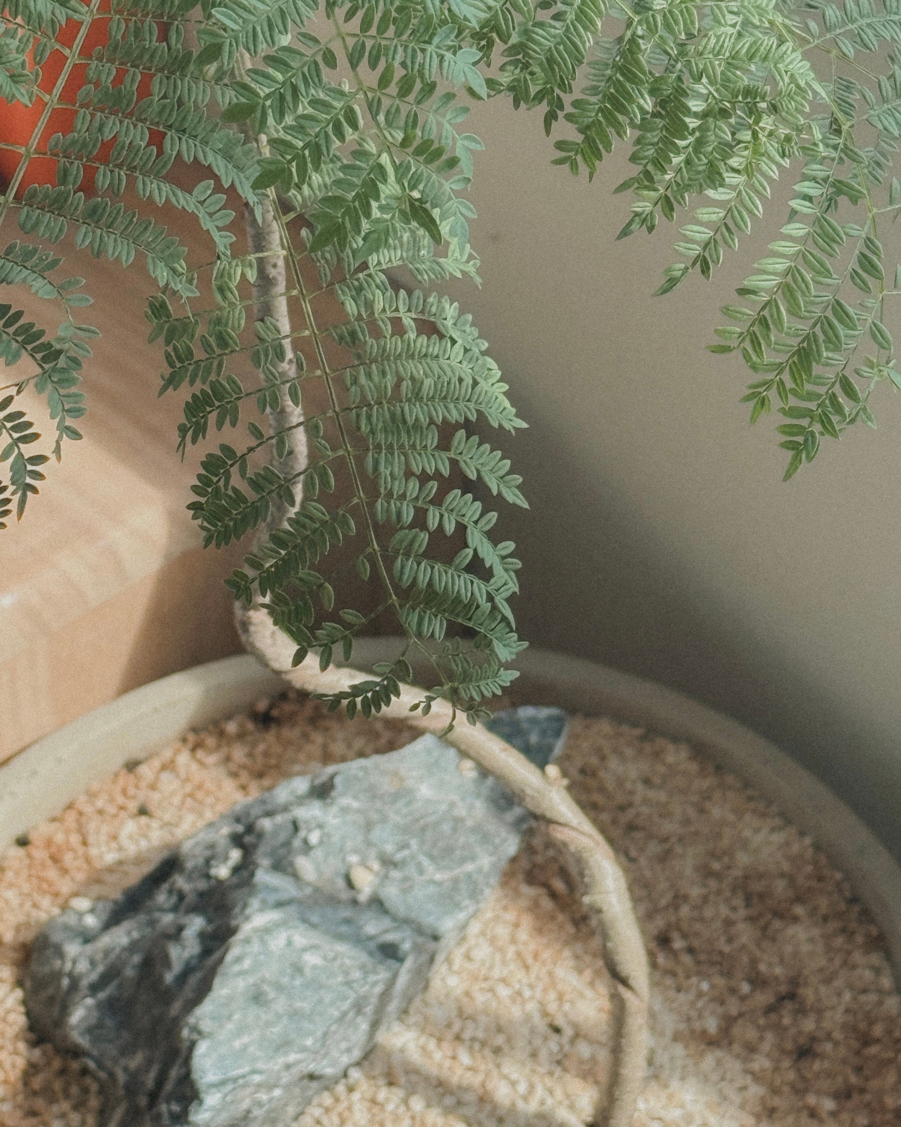 Jacaranda Bonsai