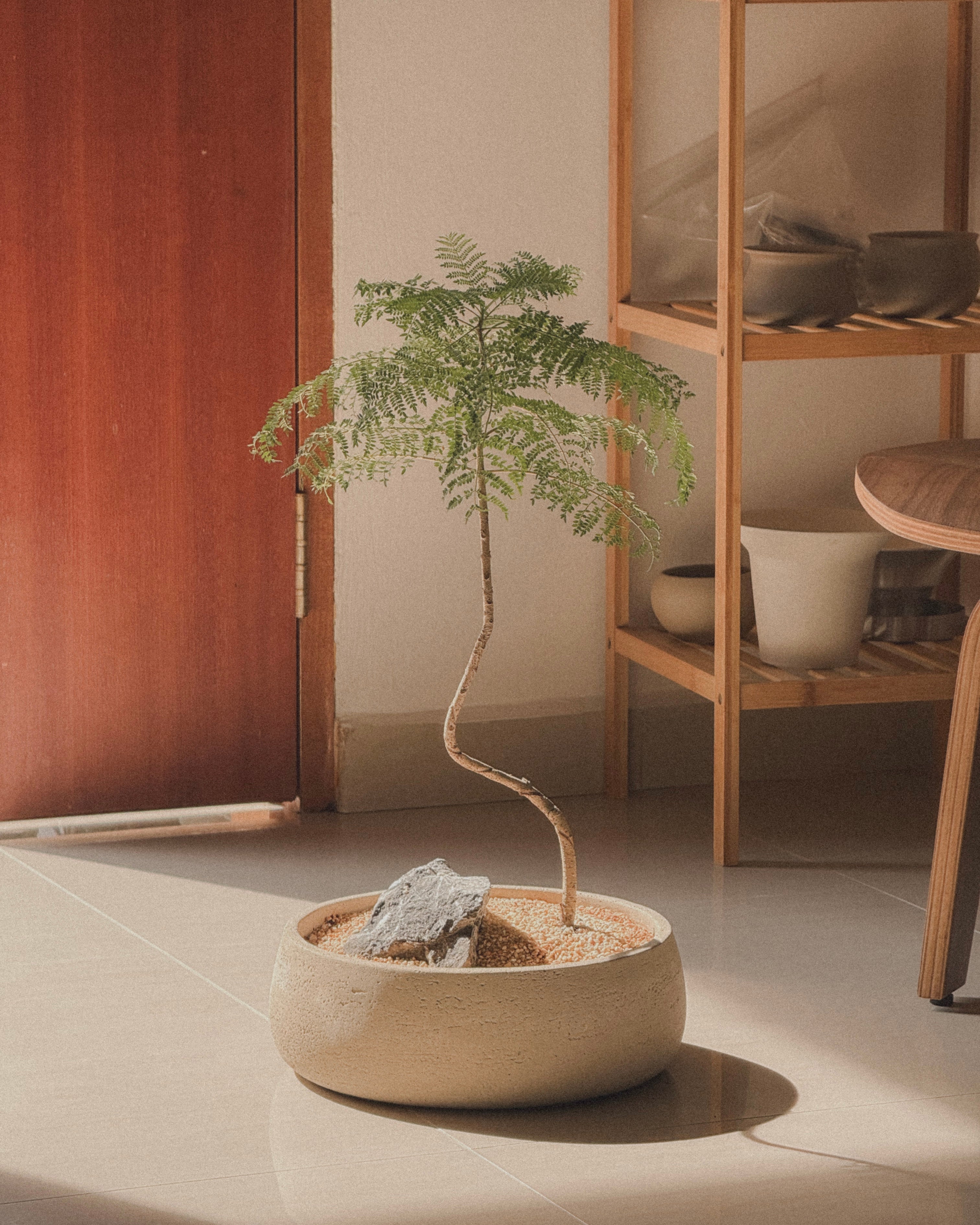 Jacaranda Bonsai