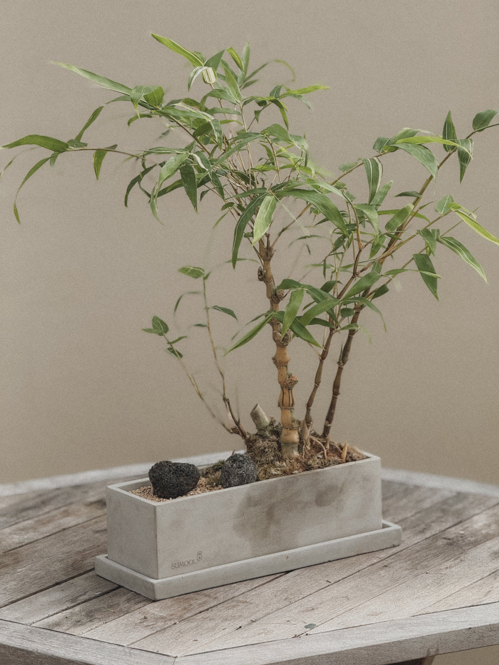Yellow Variegated Bamboo (Compact Style)