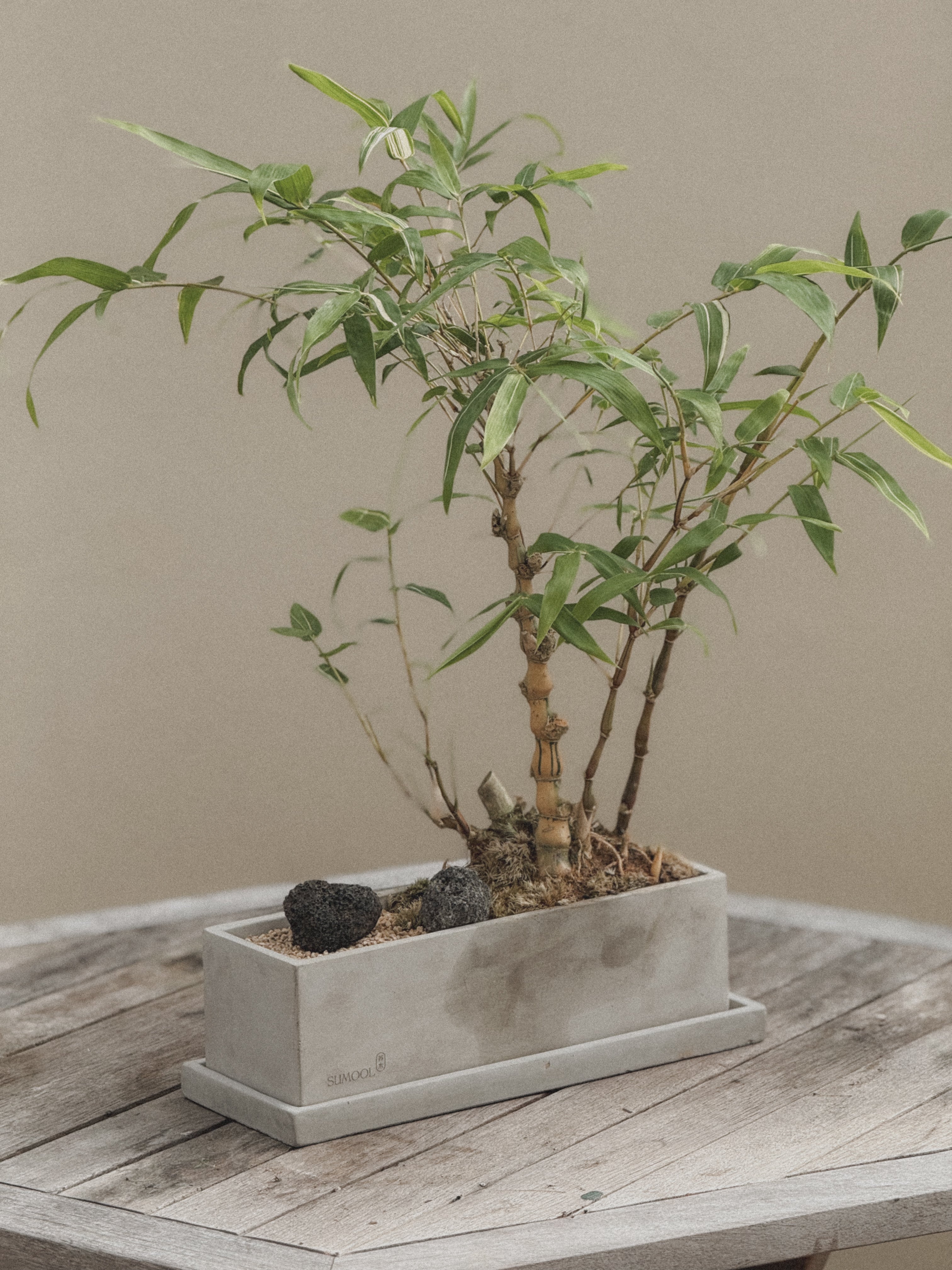 Yellow Variegated Bamboo (Compact Style)
