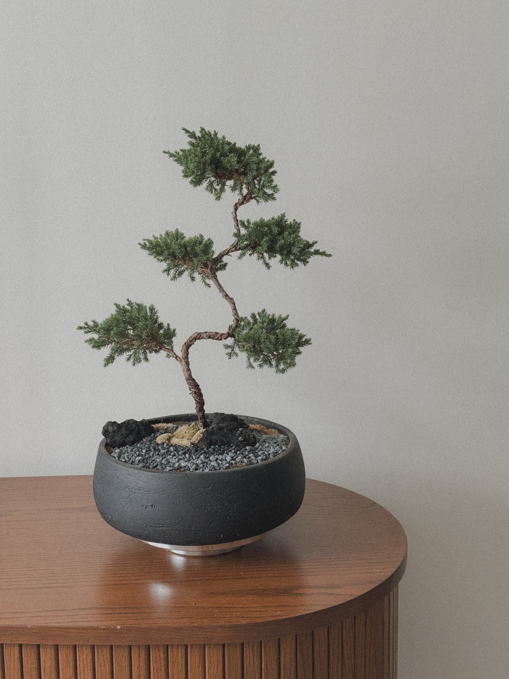 Juniper Bonsai (5-Tier Style)