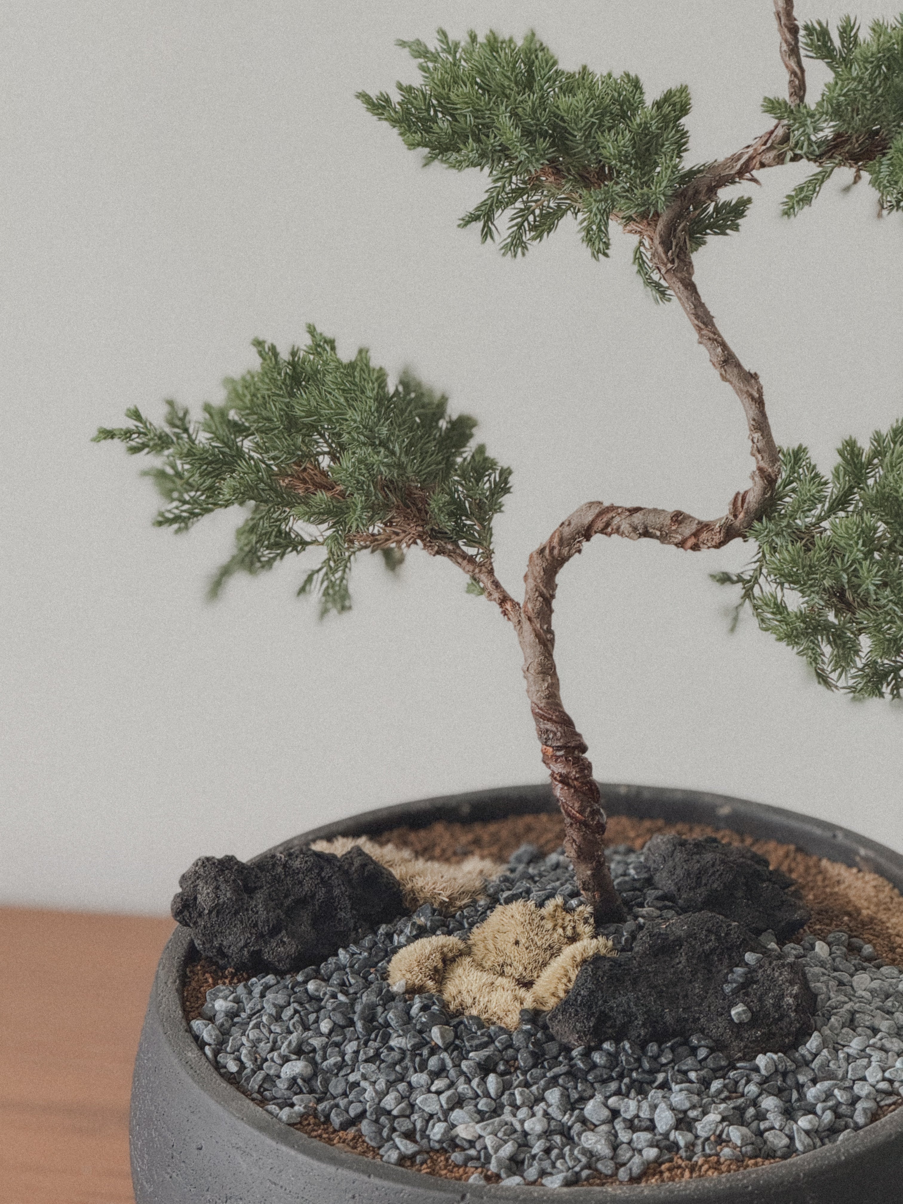 Juniper Bonsai (5-Tier Style)