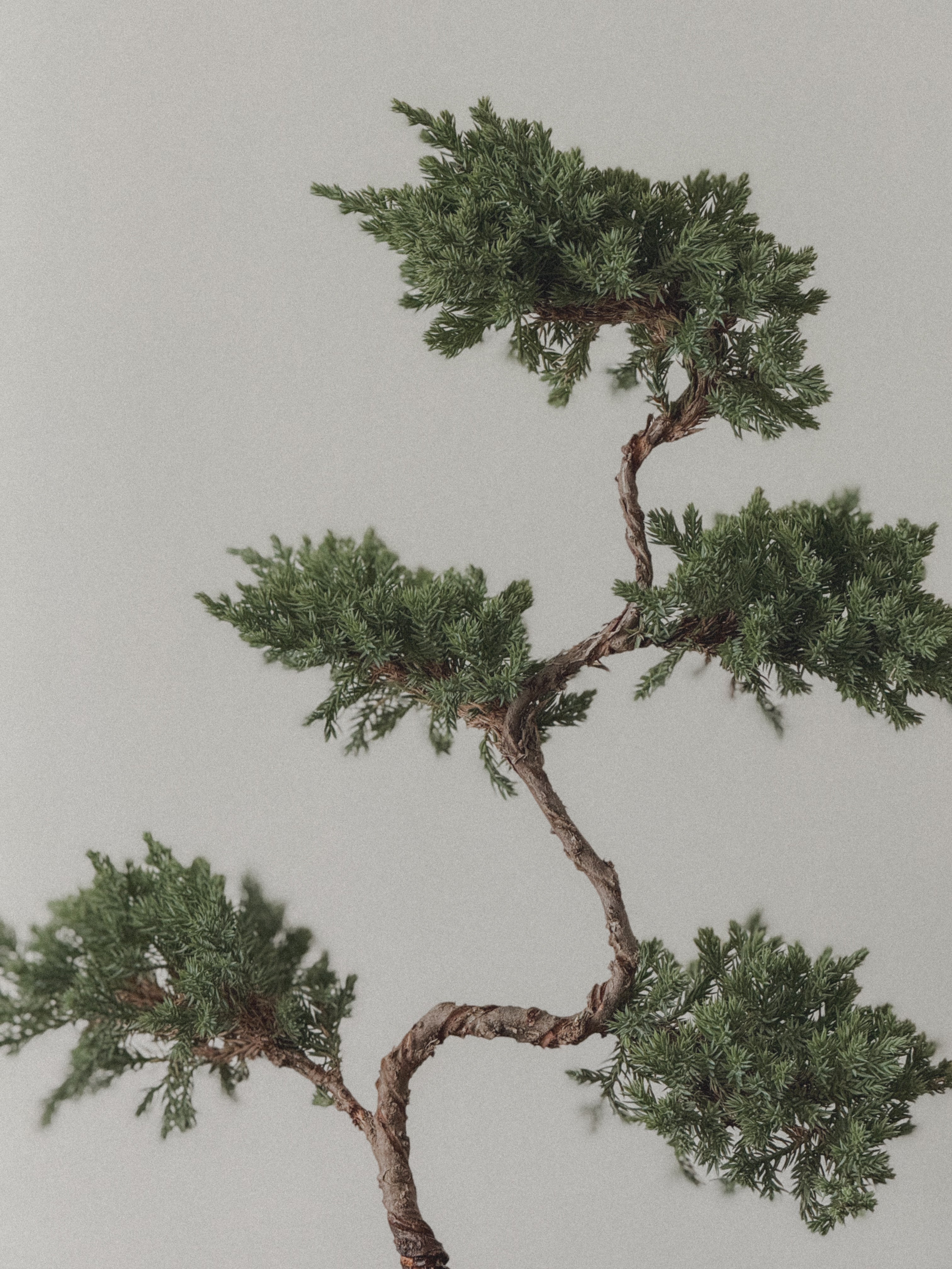Juniper Bonsai (5-Tier Style)