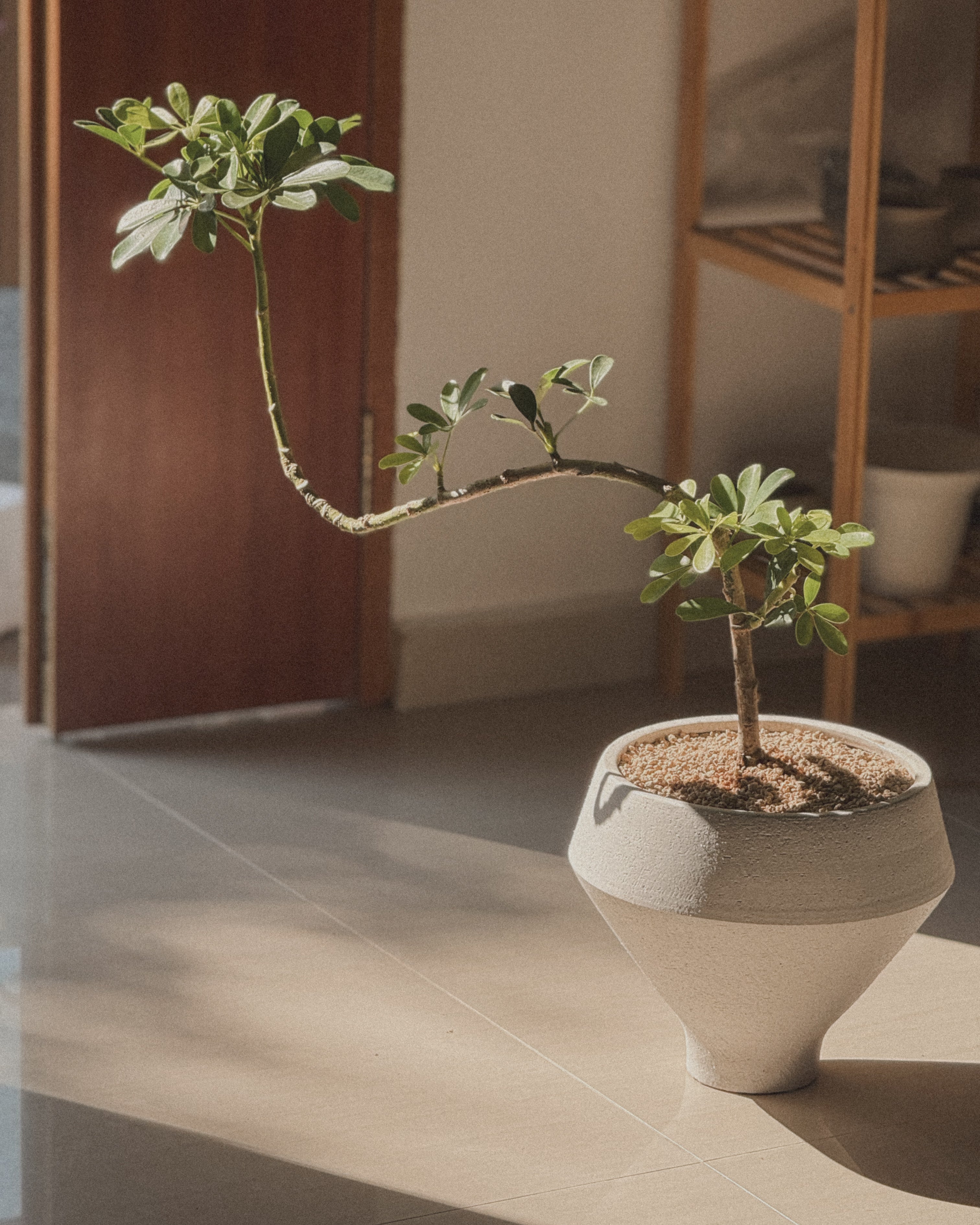 Schefflera (Dwarf Umbrella)