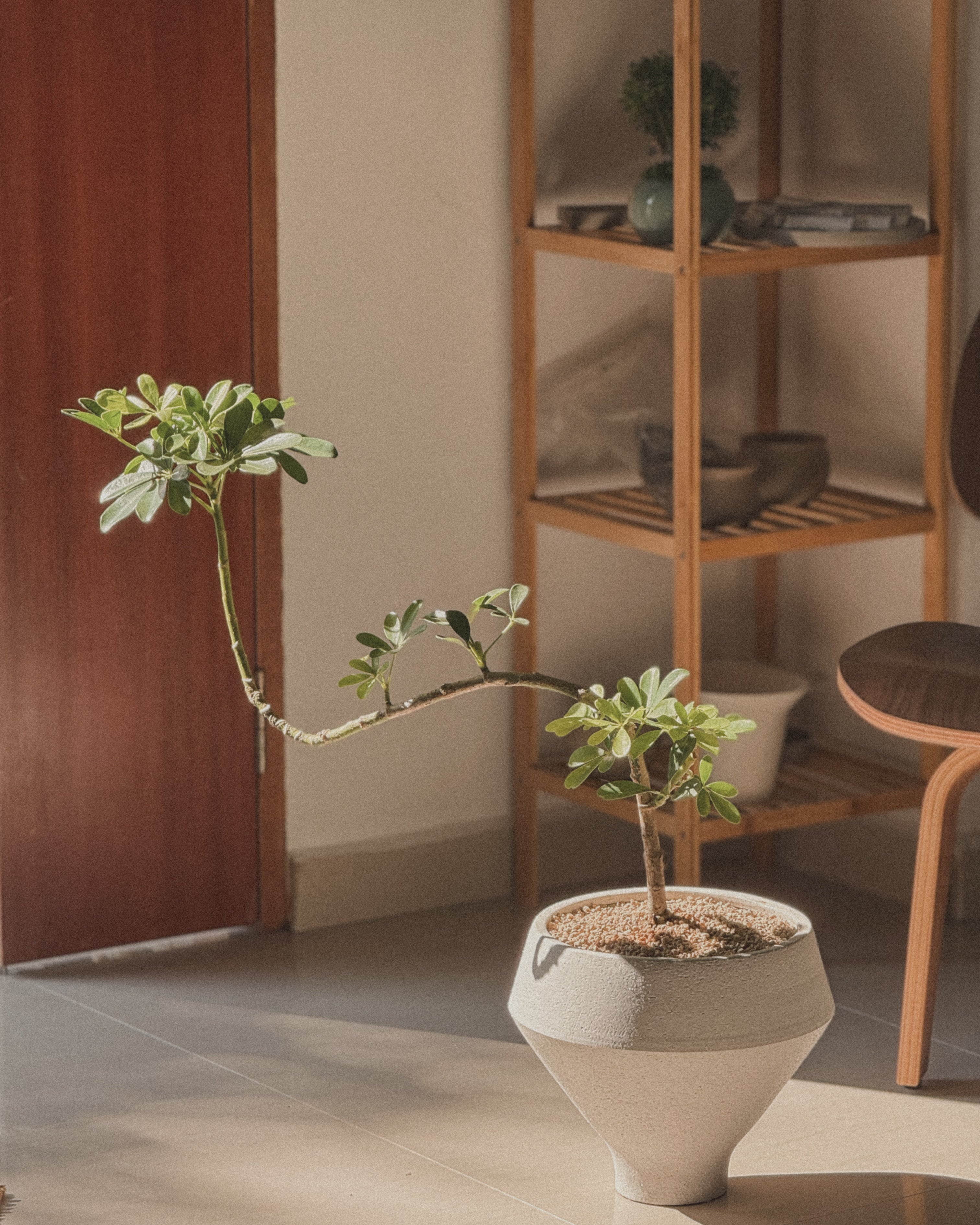 Schefflera (Dwarf Umbrella)