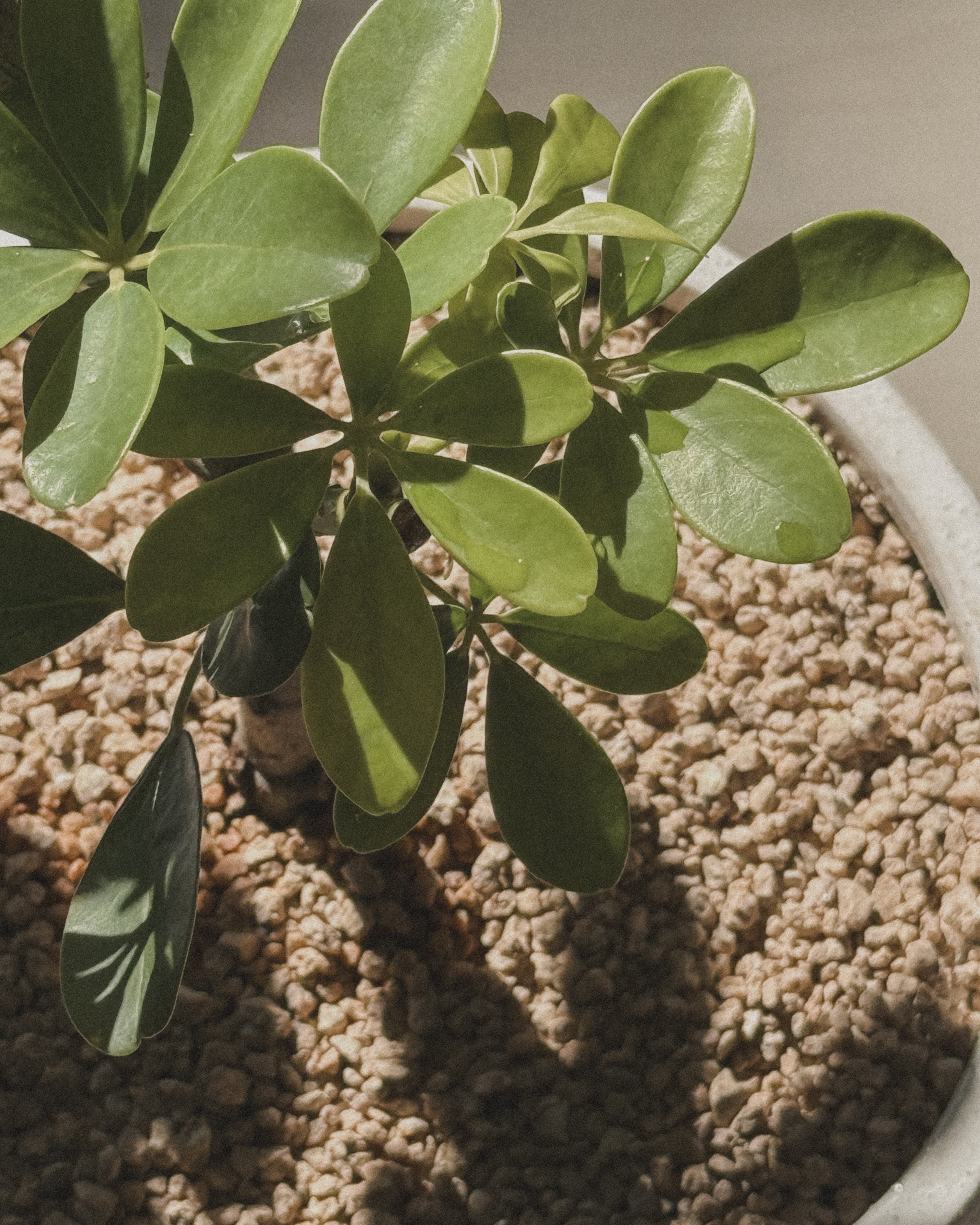 Schefflera (Dwarf Umbrella)