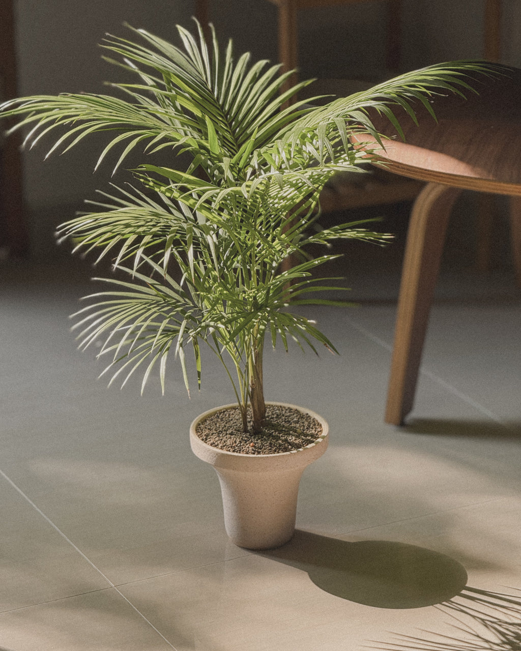 Java Palm (Rhopaloblaste)