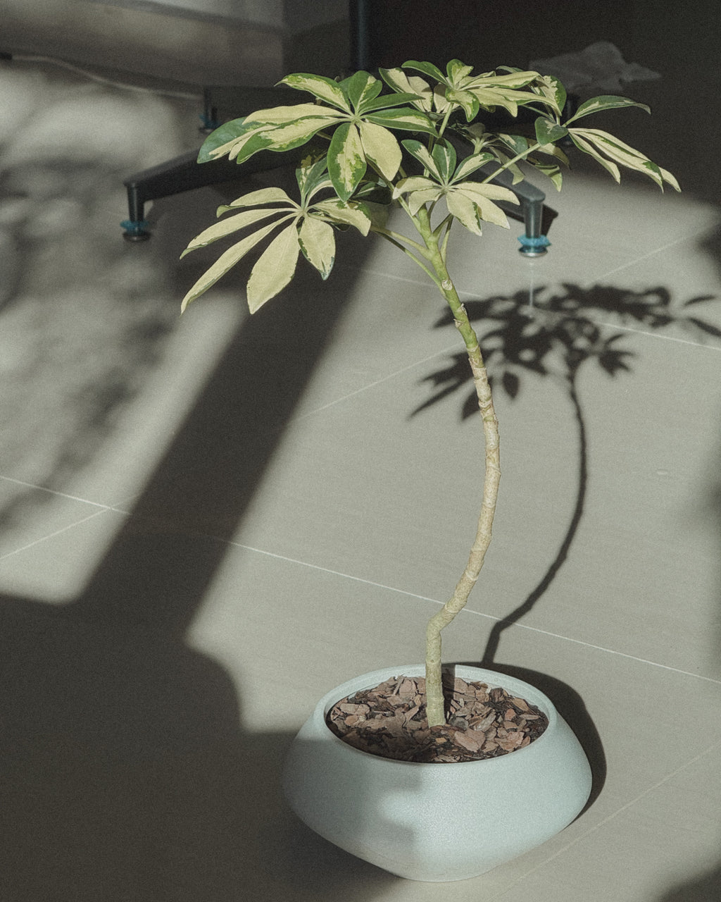 Schefflera Variegated