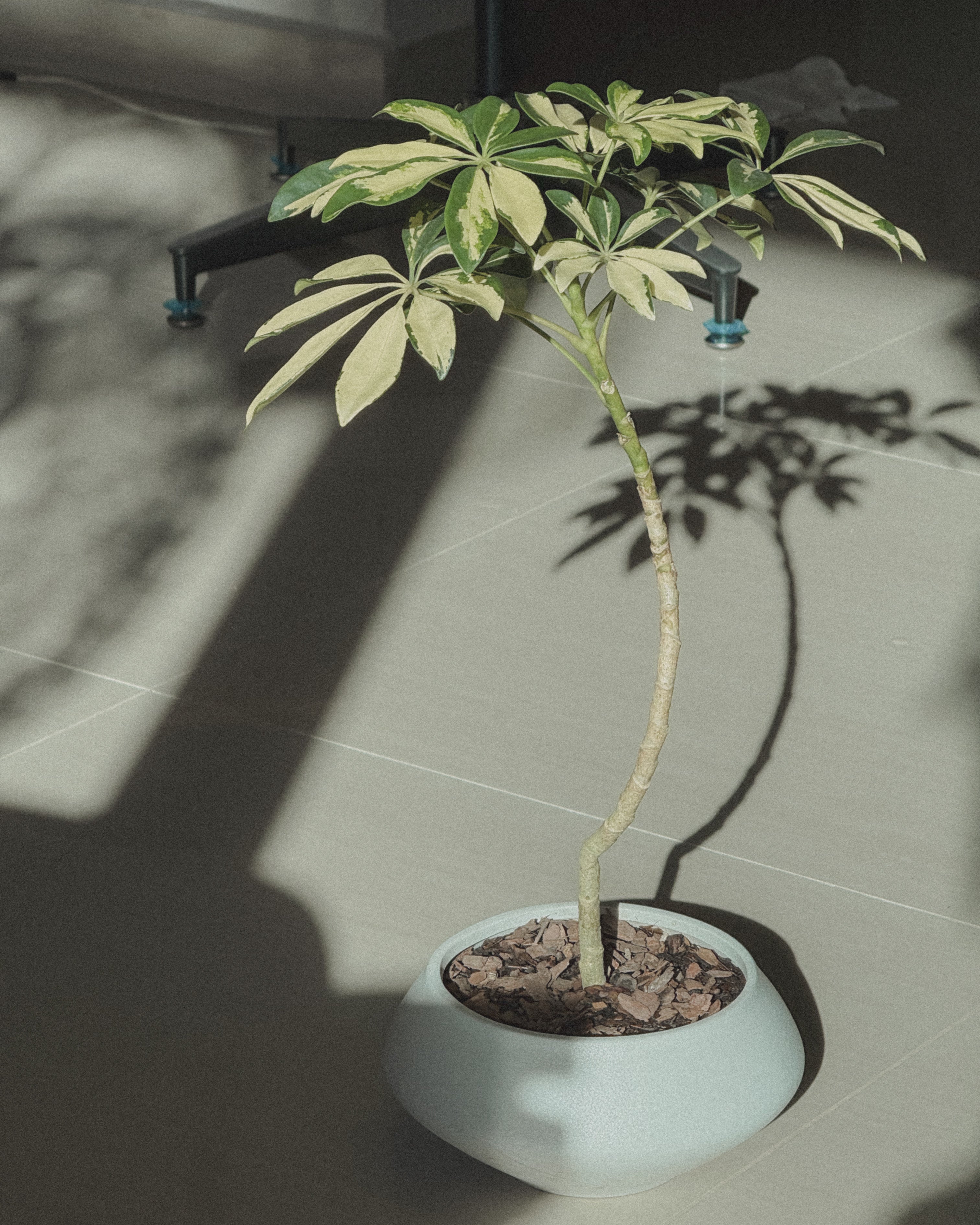 Schefflera Variegated