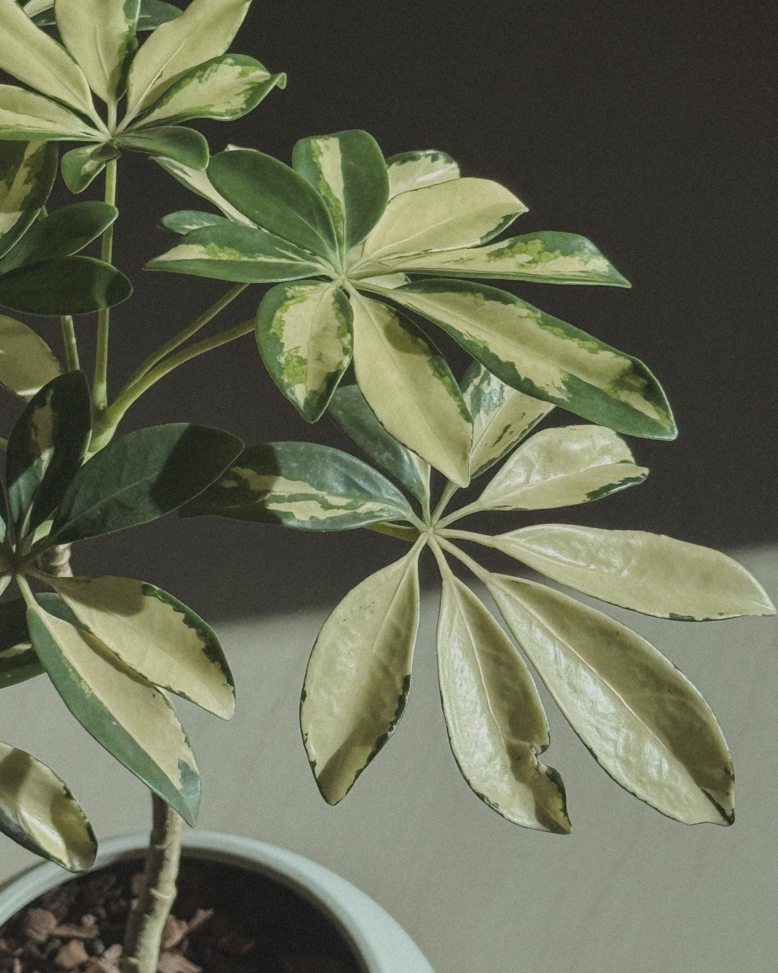 Schefflera Variegated