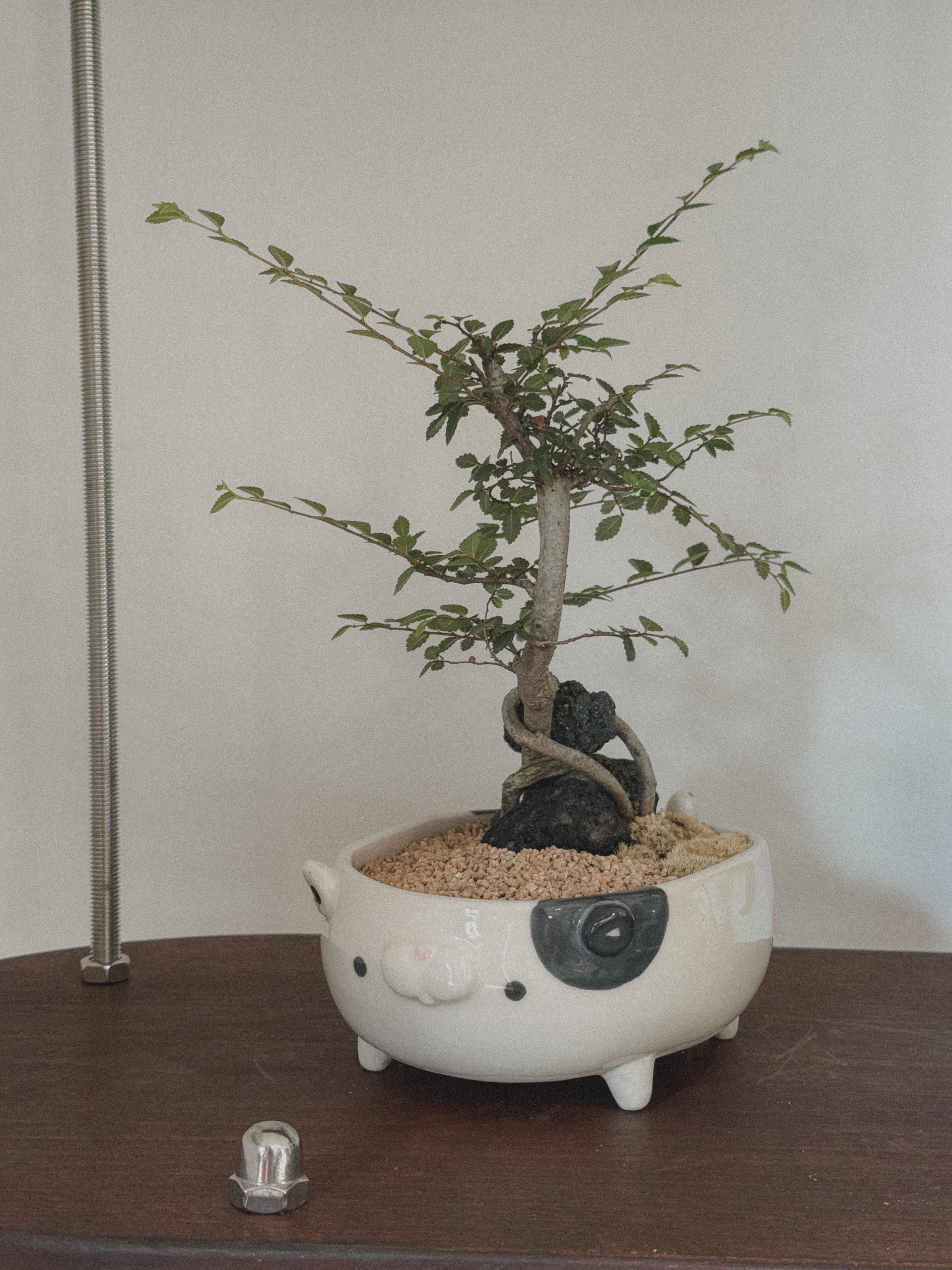 Chinese Elm Bonsai