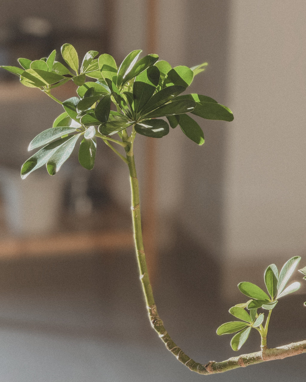 Schefflera (Dwarf Umbrella)