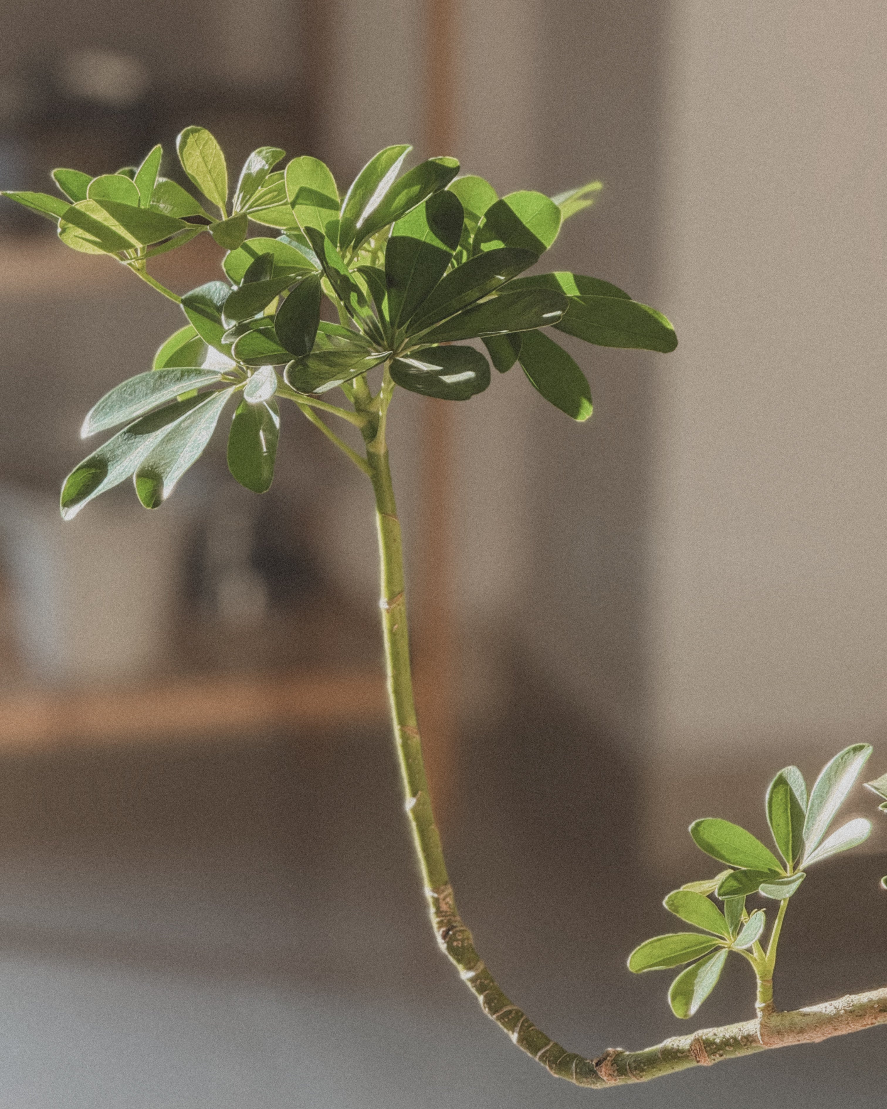 Schefflera (Dwarf Umbrella)