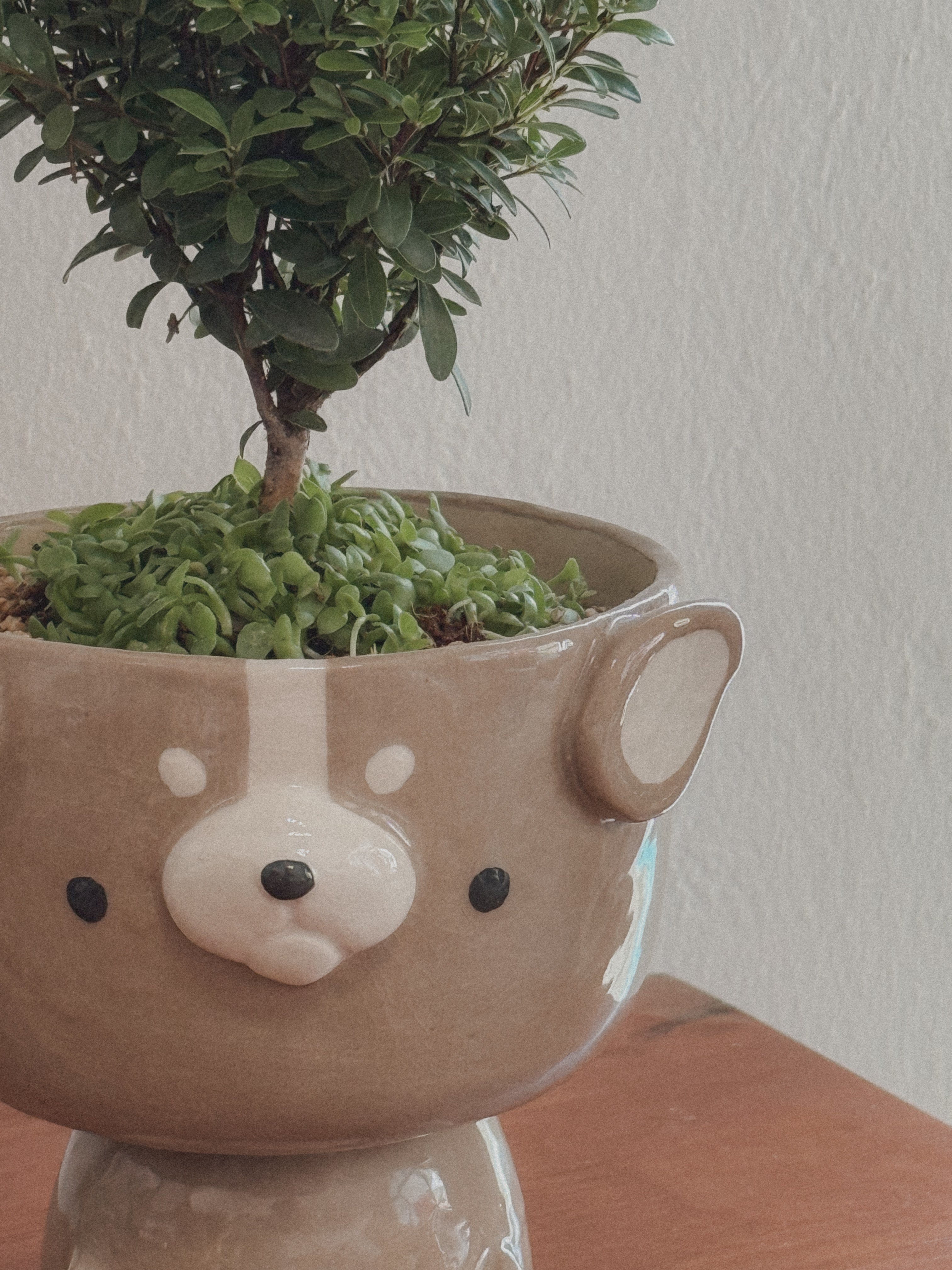 Buxifolium Bonsai