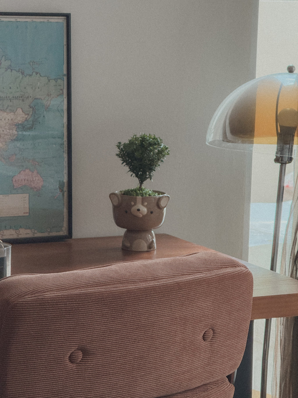 Buxifolium Bonsai