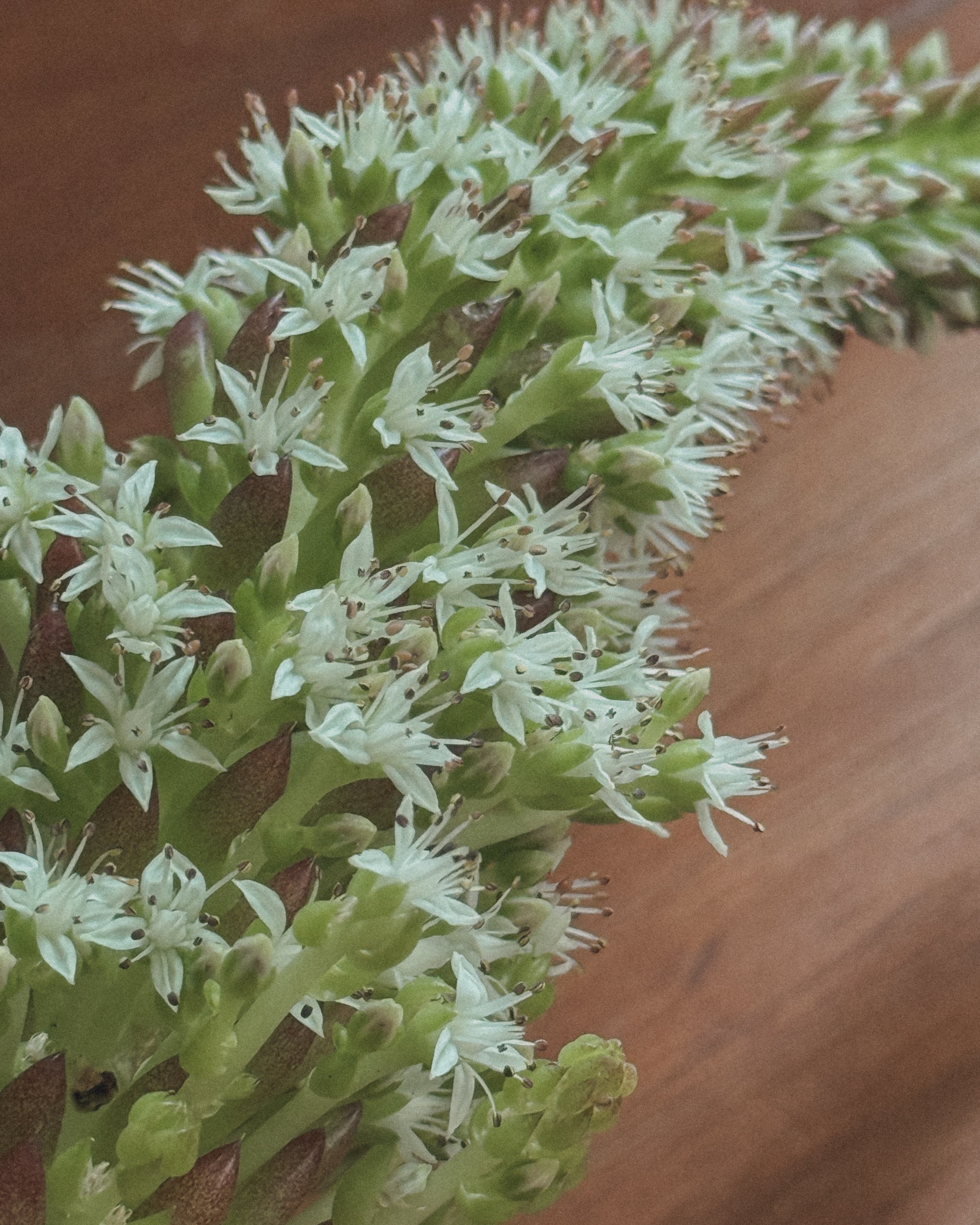 Orostachys Erubescens