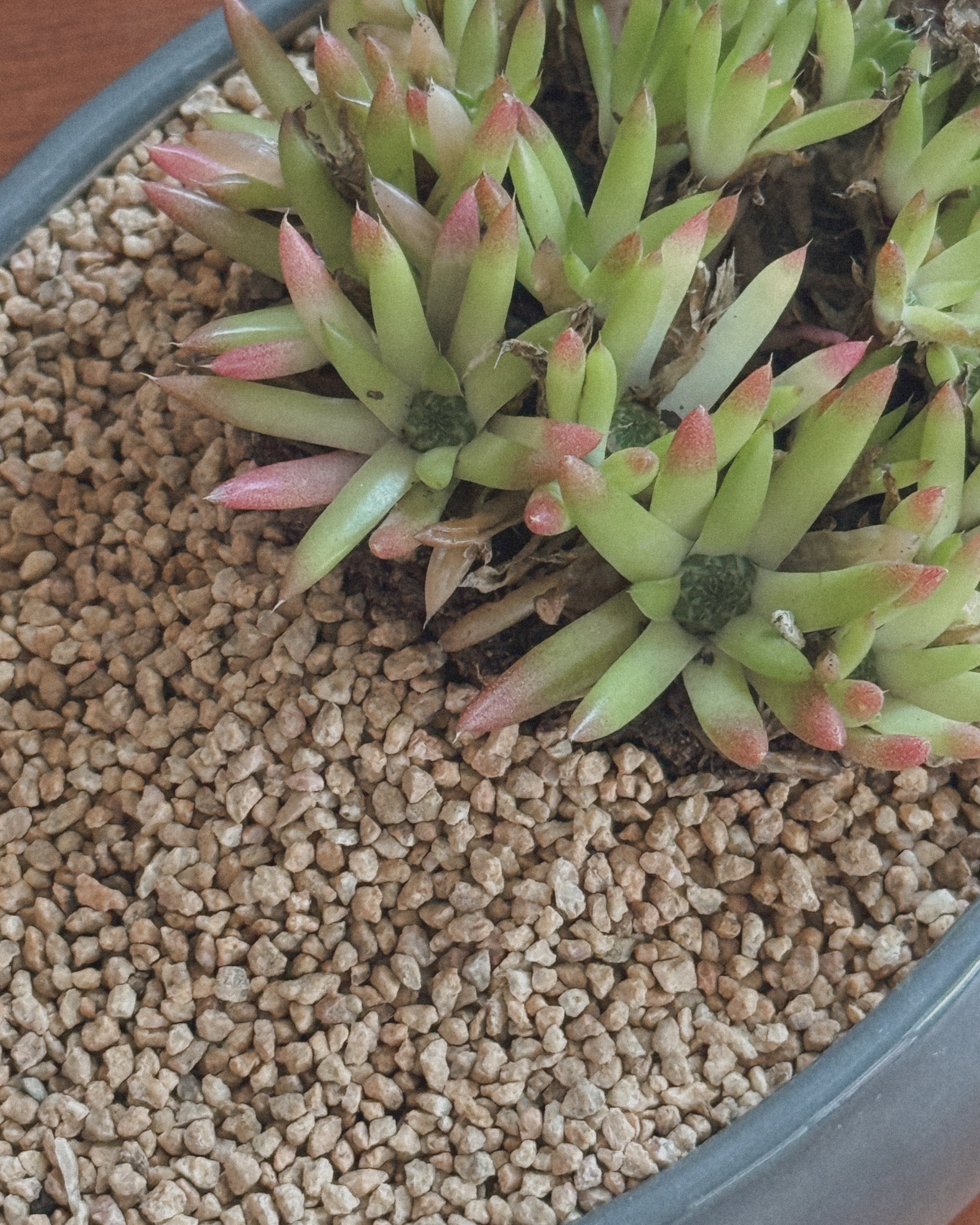 Orostachys Erubescens