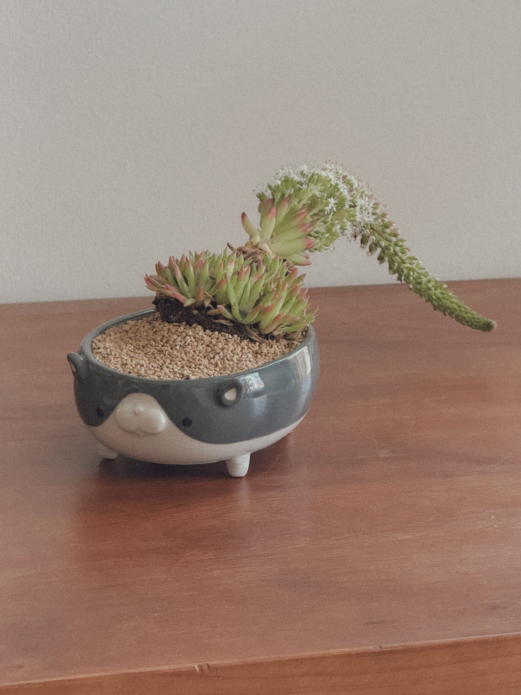 Orostachys Erubescens