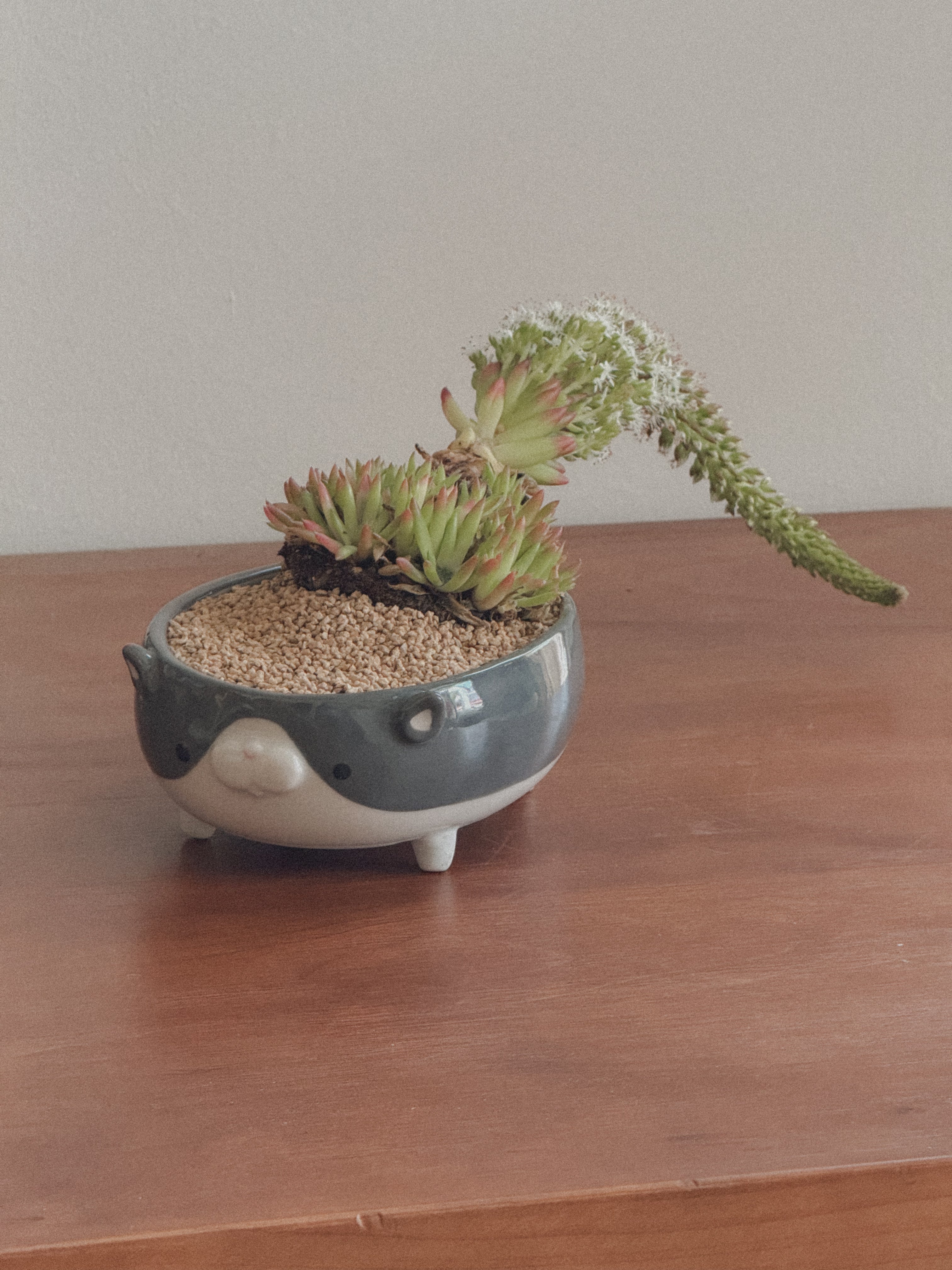 Orostachys Erubescens