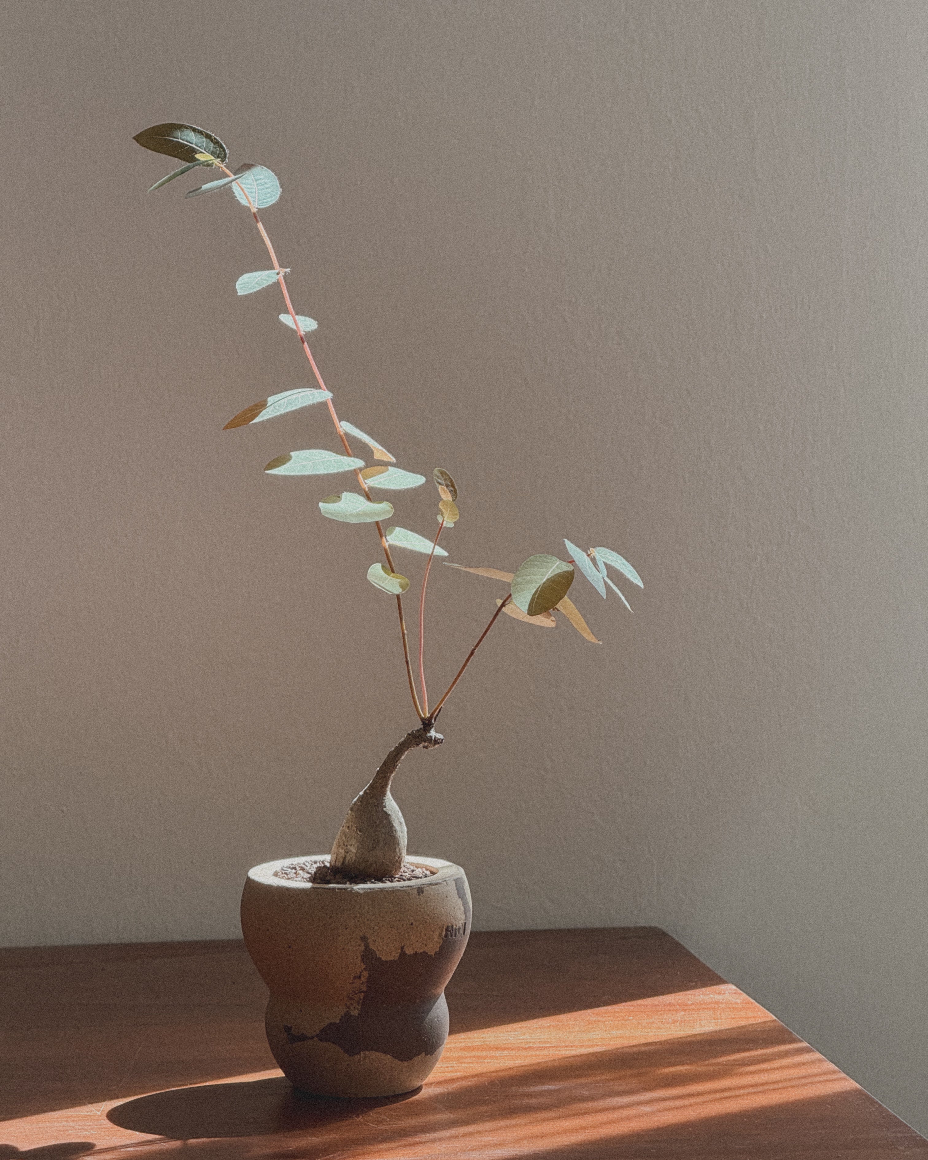 Phyllanthus Mirabillis