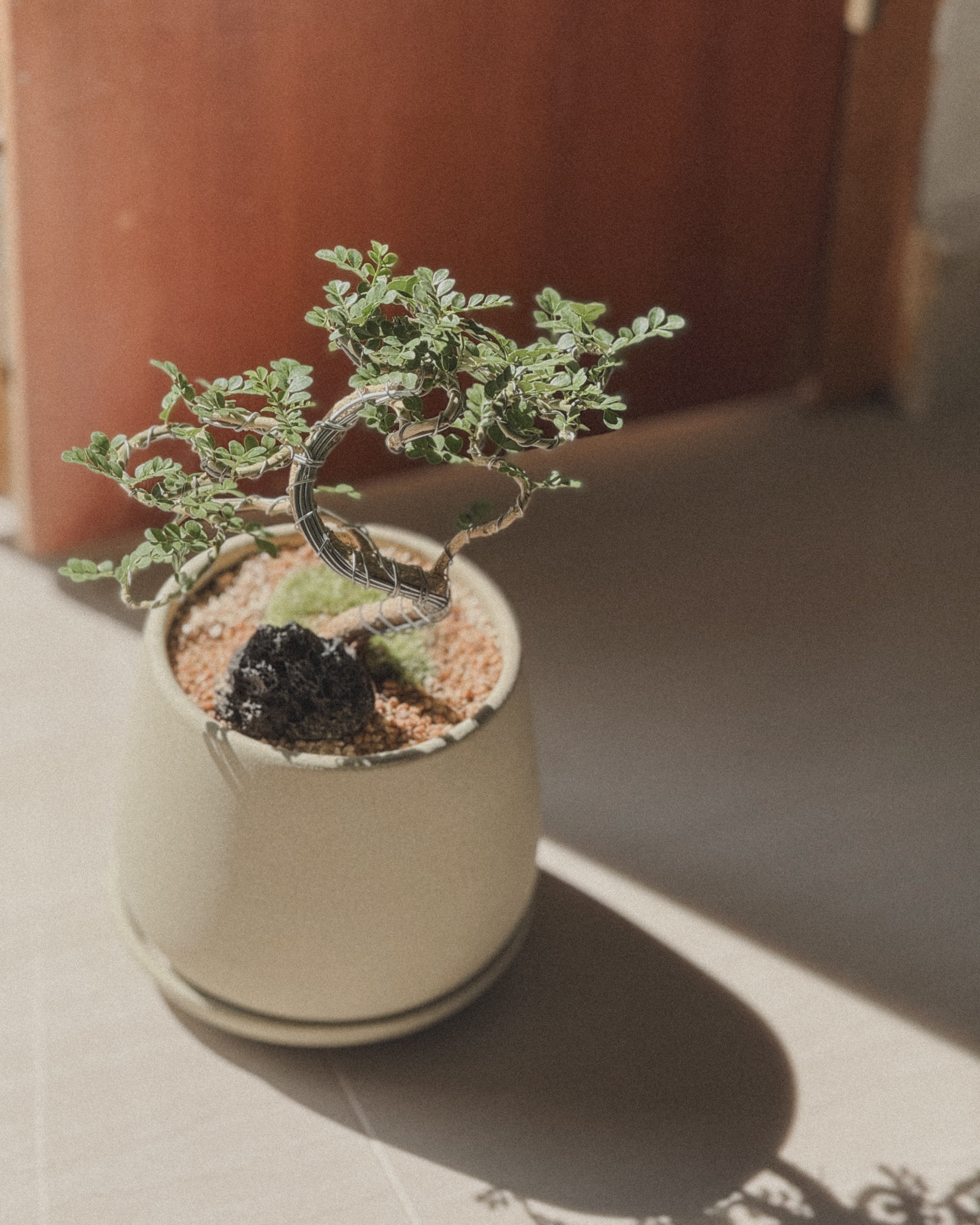 Feroniella Bonsai