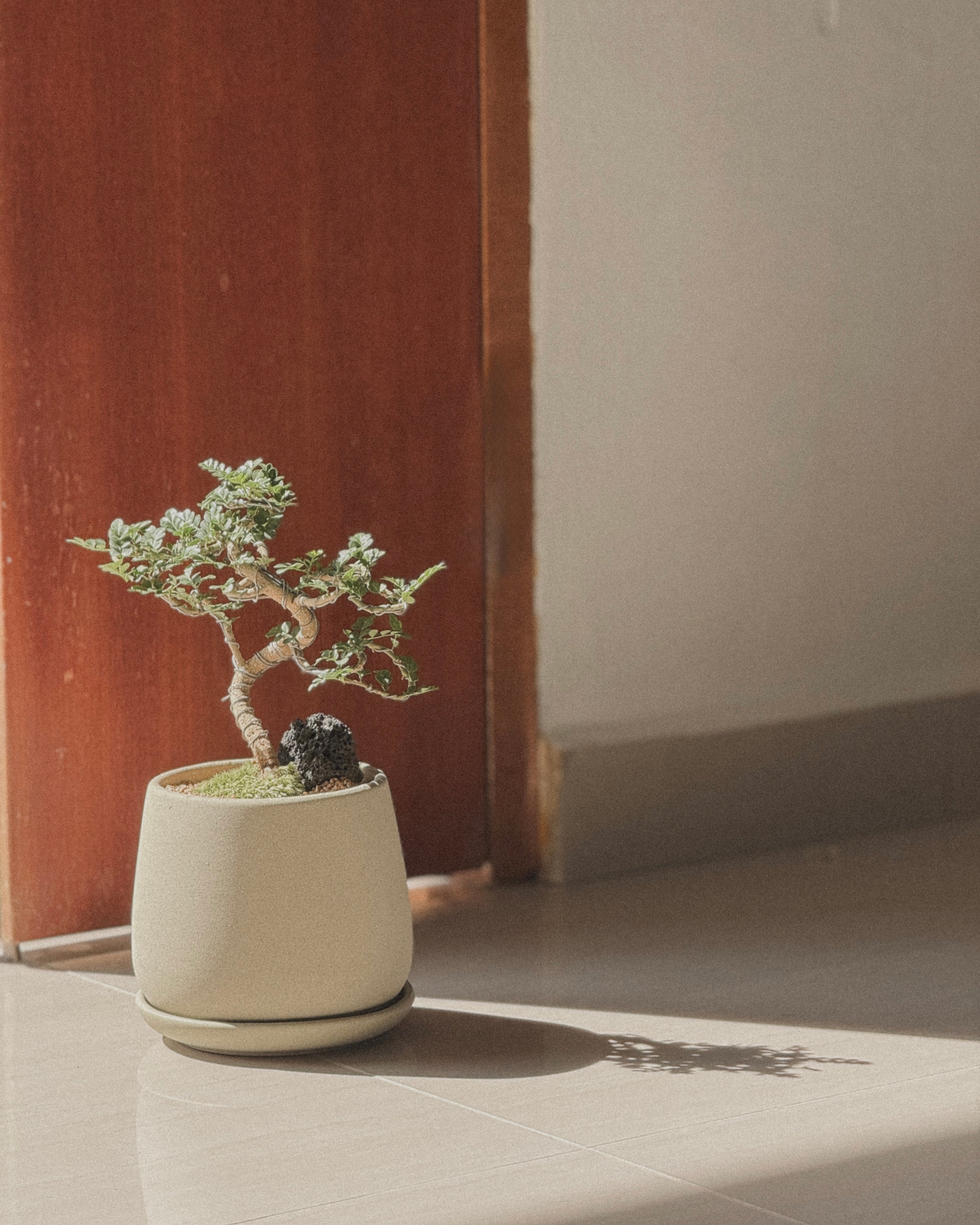 Feroniella Bonsai