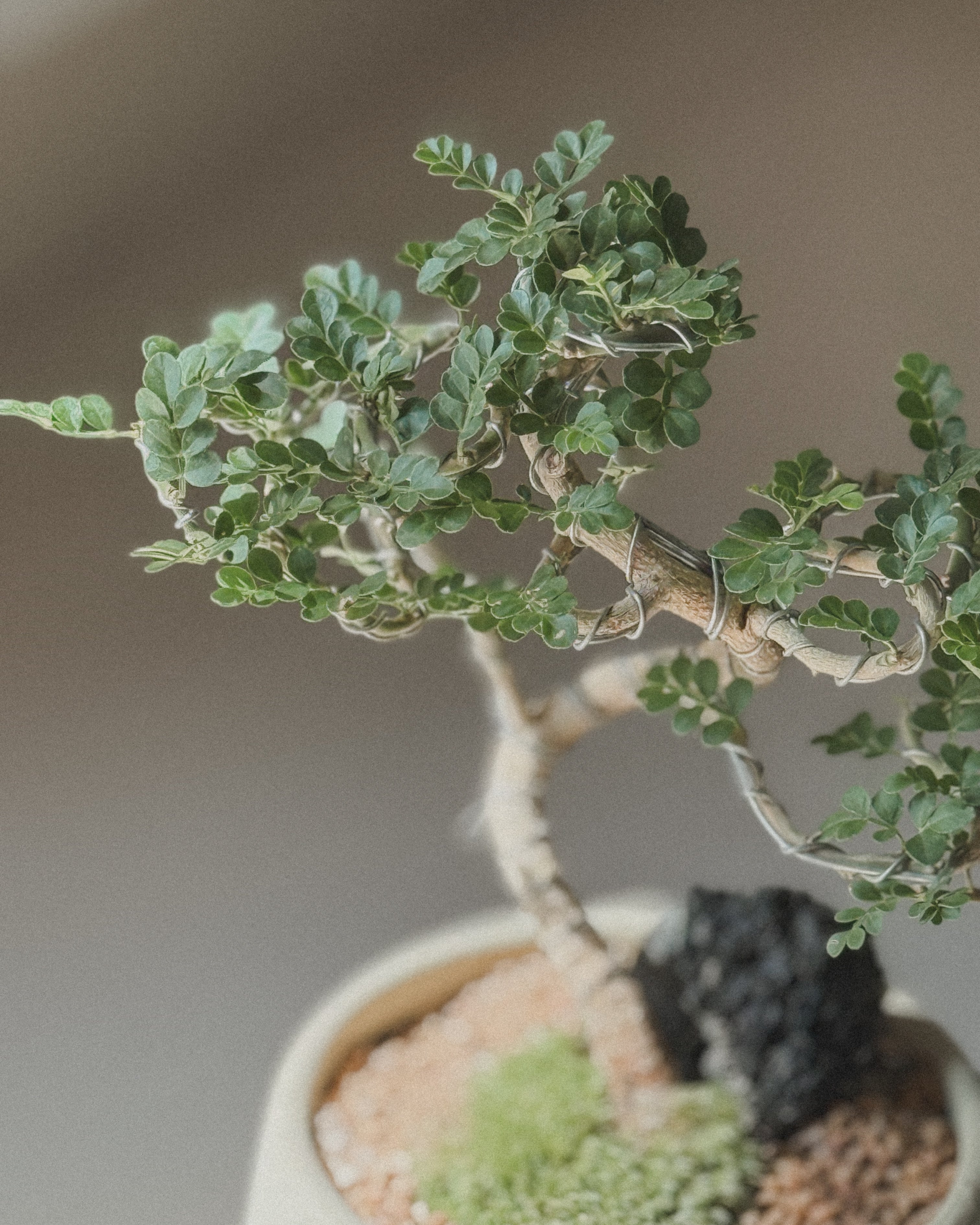Feroniella Bonsai