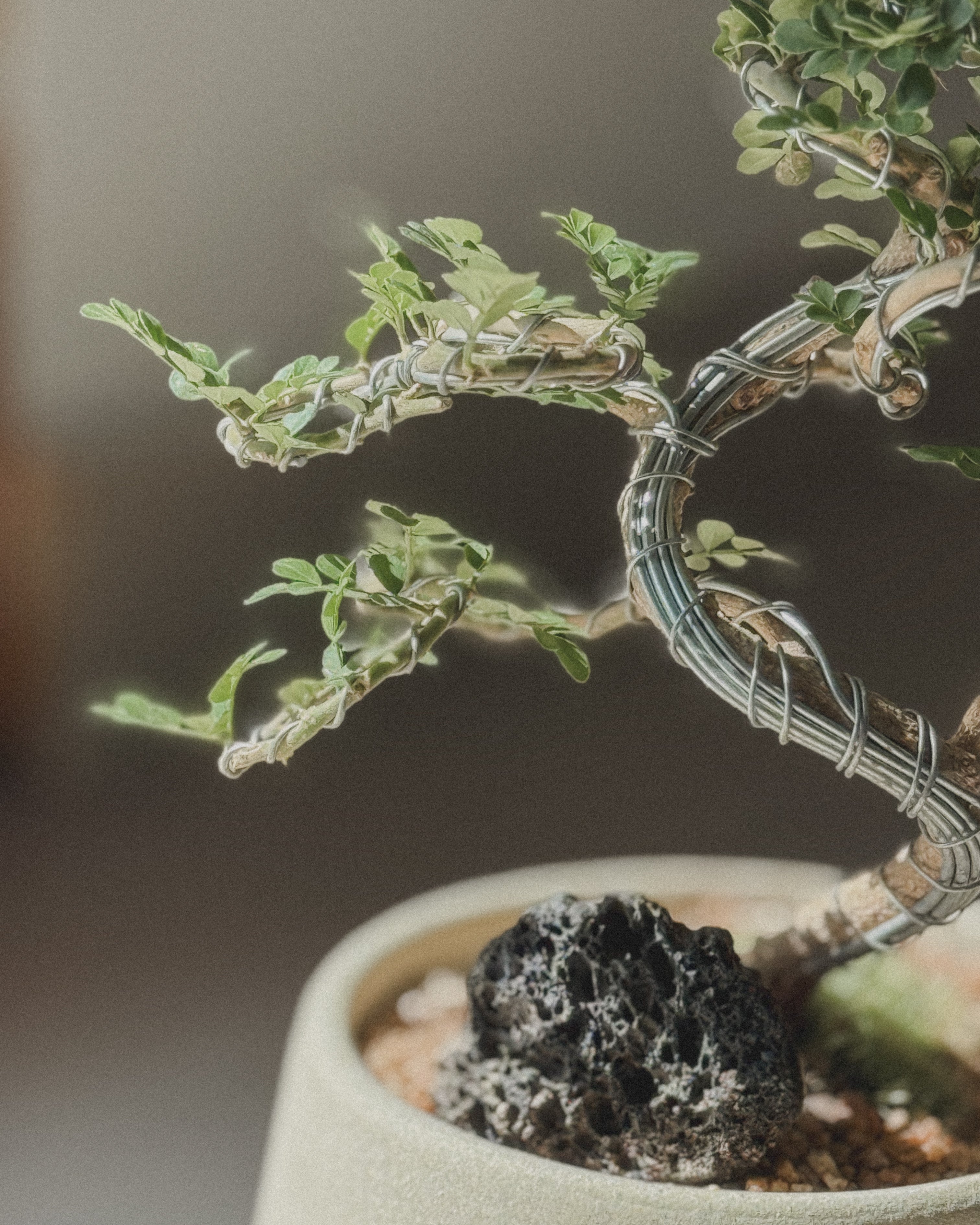 Feroniella Bonsai