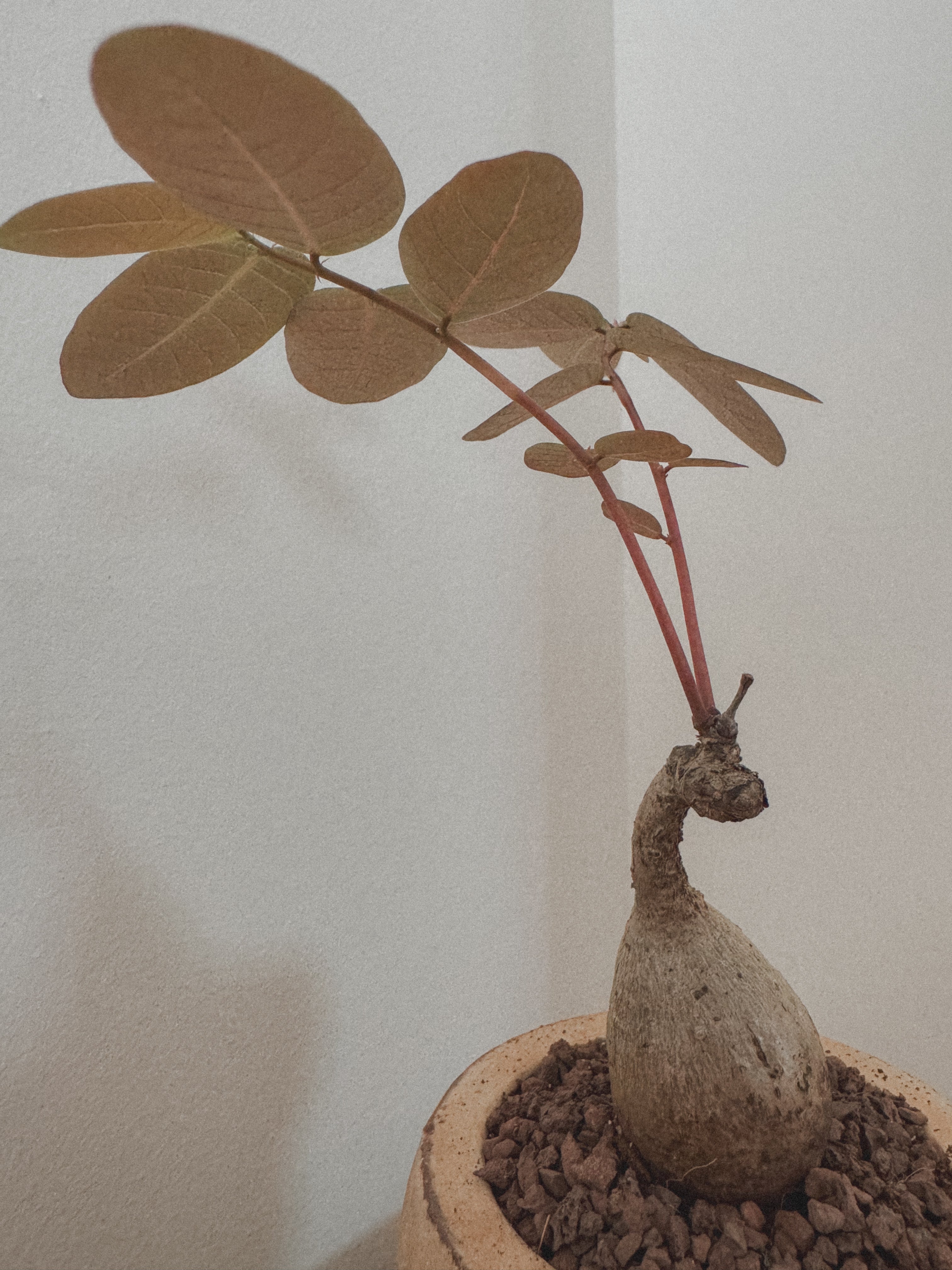 Phyllanthus Mirabillis