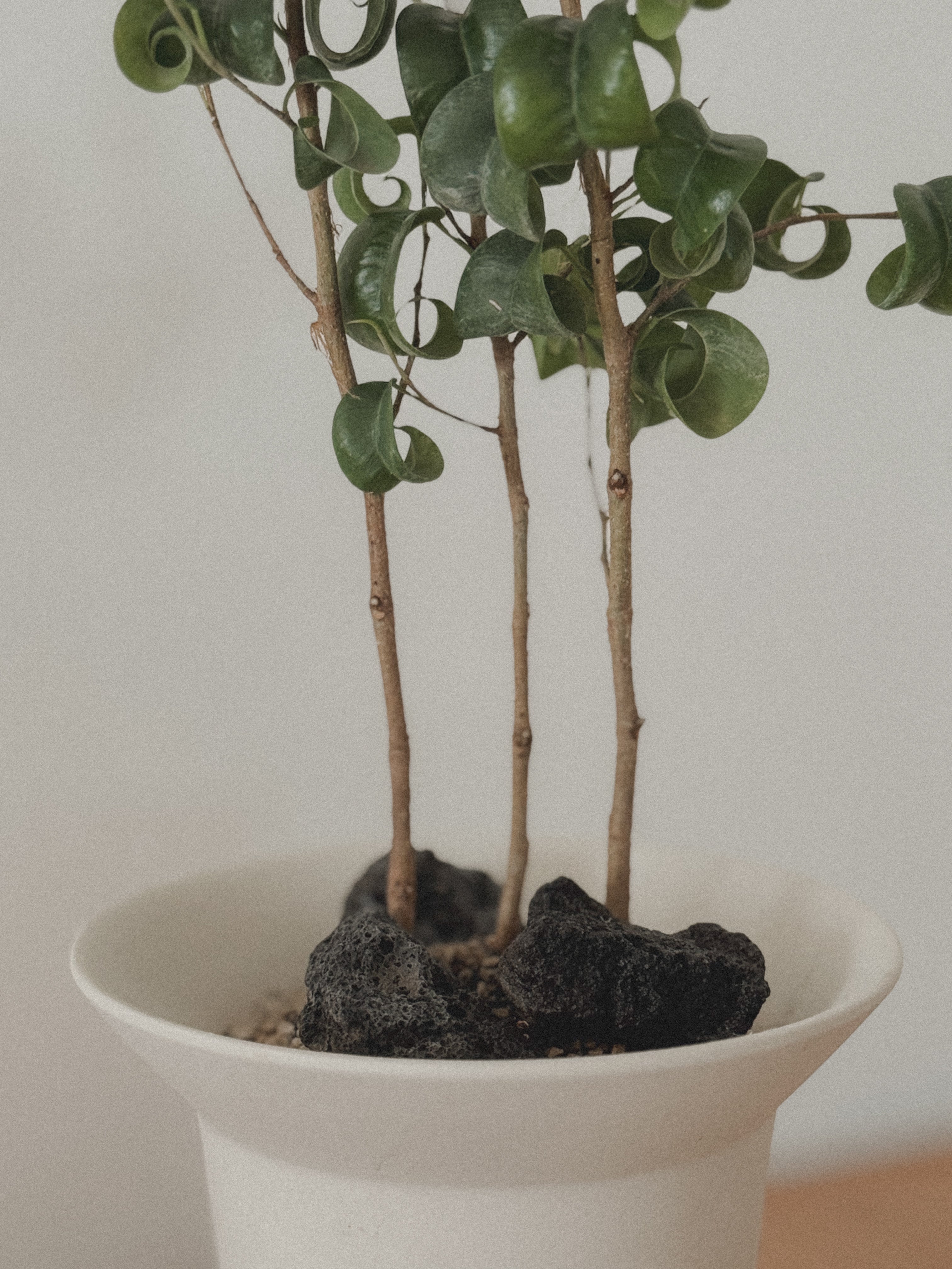 Ficus Benjamin