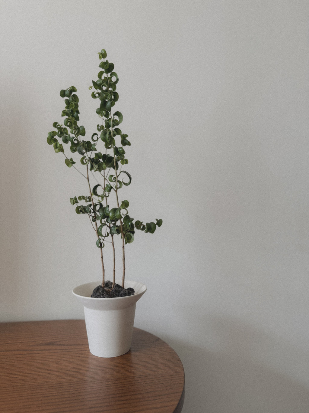 Ficus Benjamin