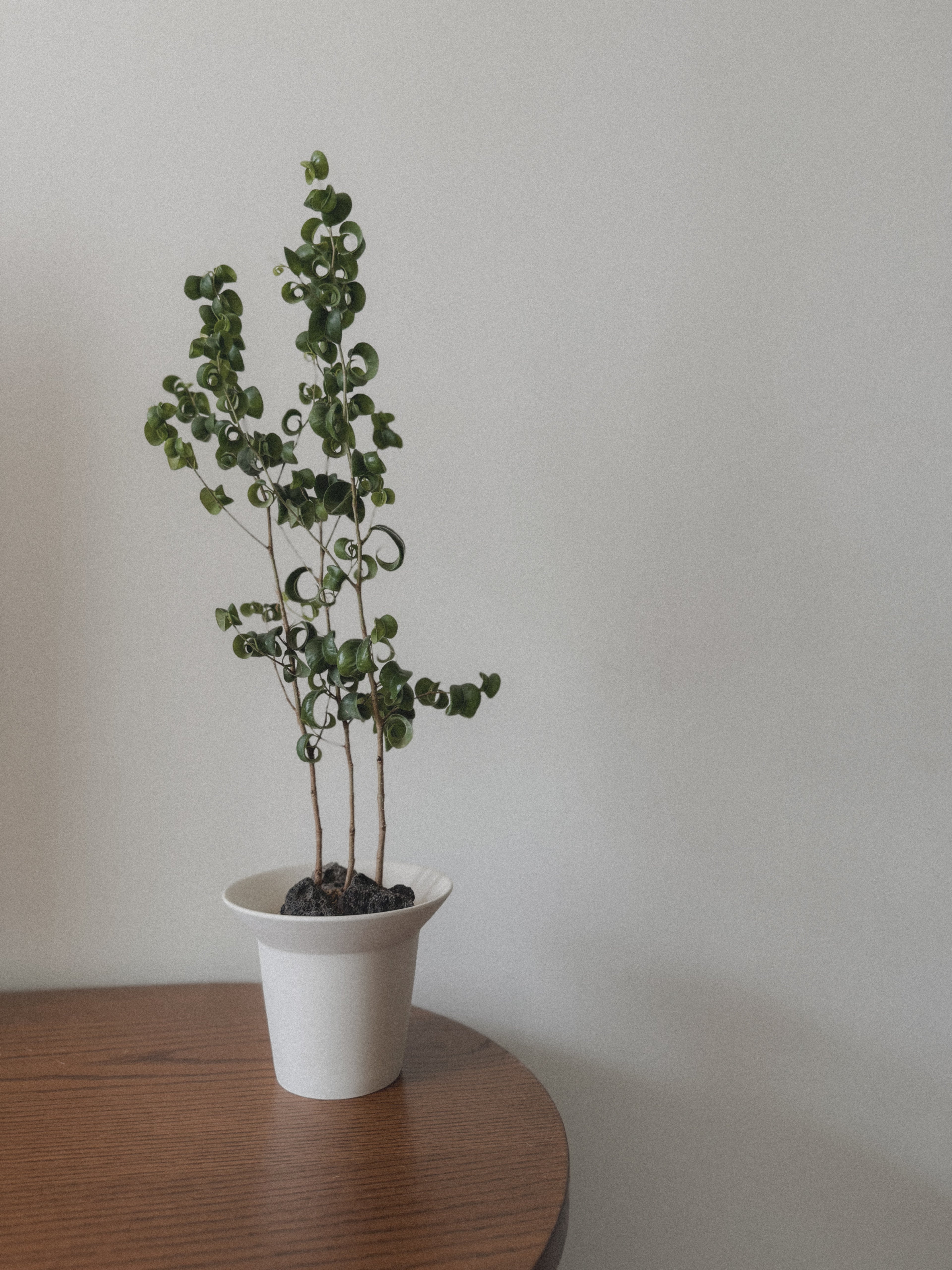 Ficus Benjamin