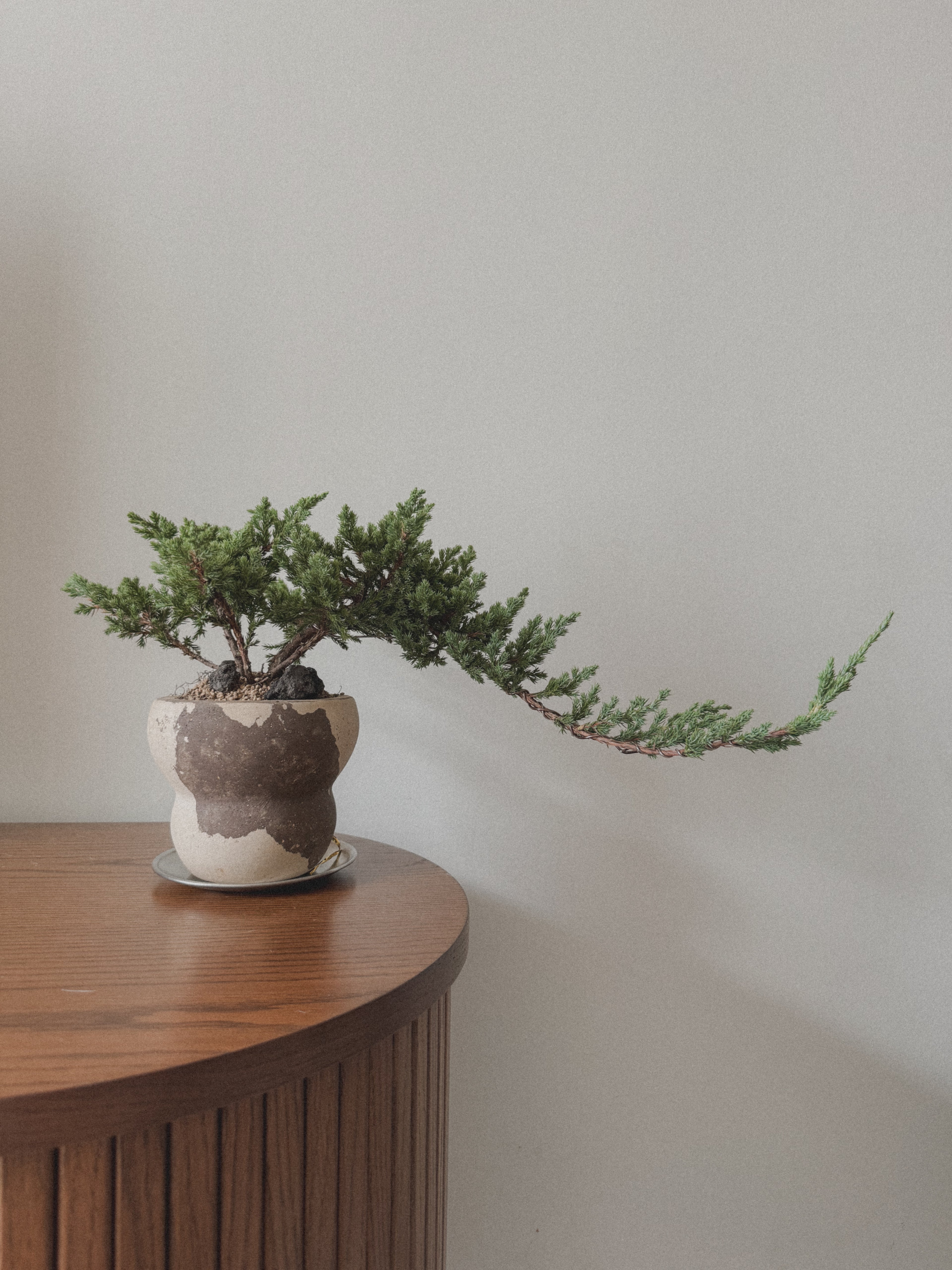 Japanese Juniper Sleeping Pine