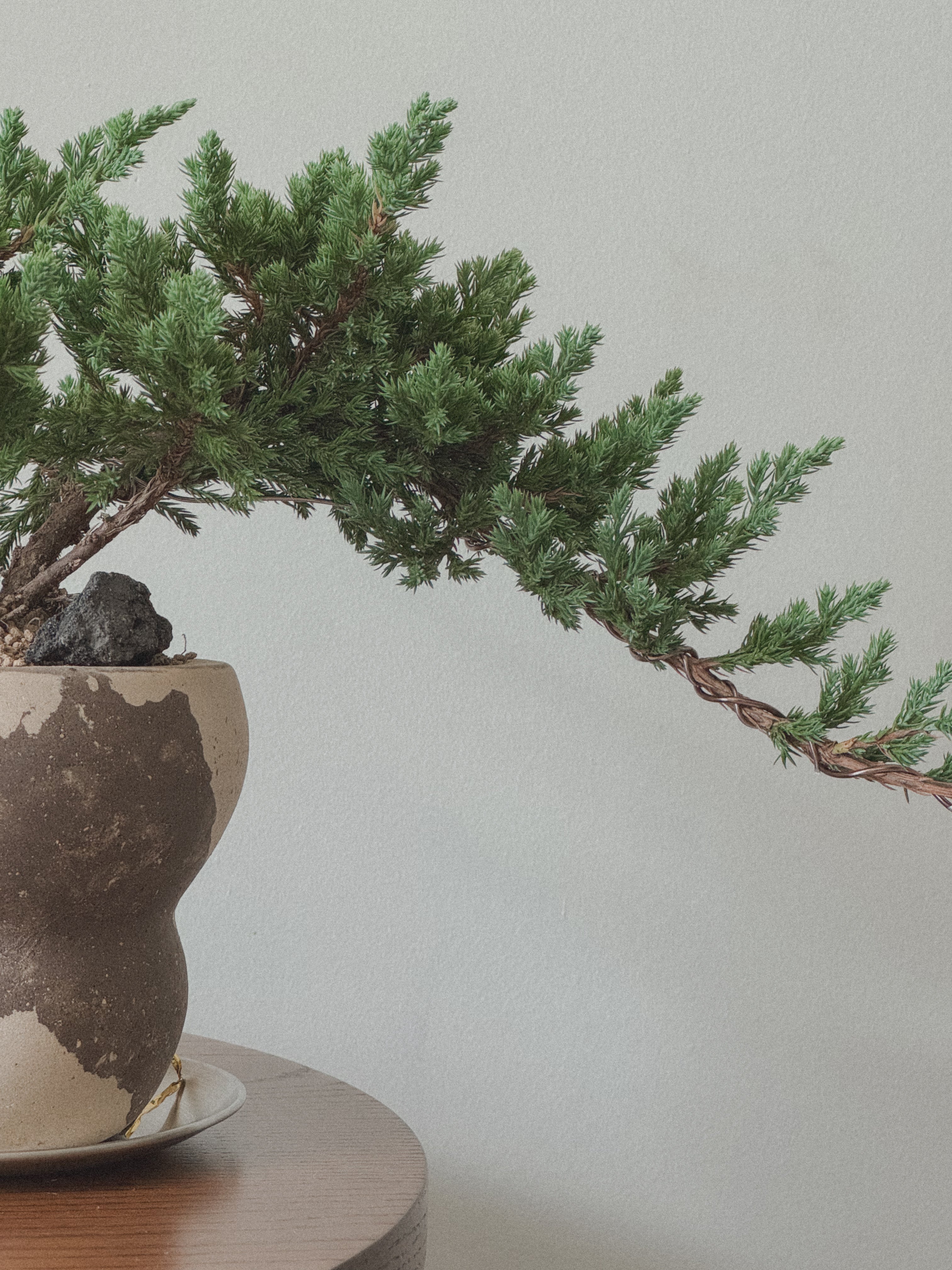 Japanese Juniper Sleeping Pine