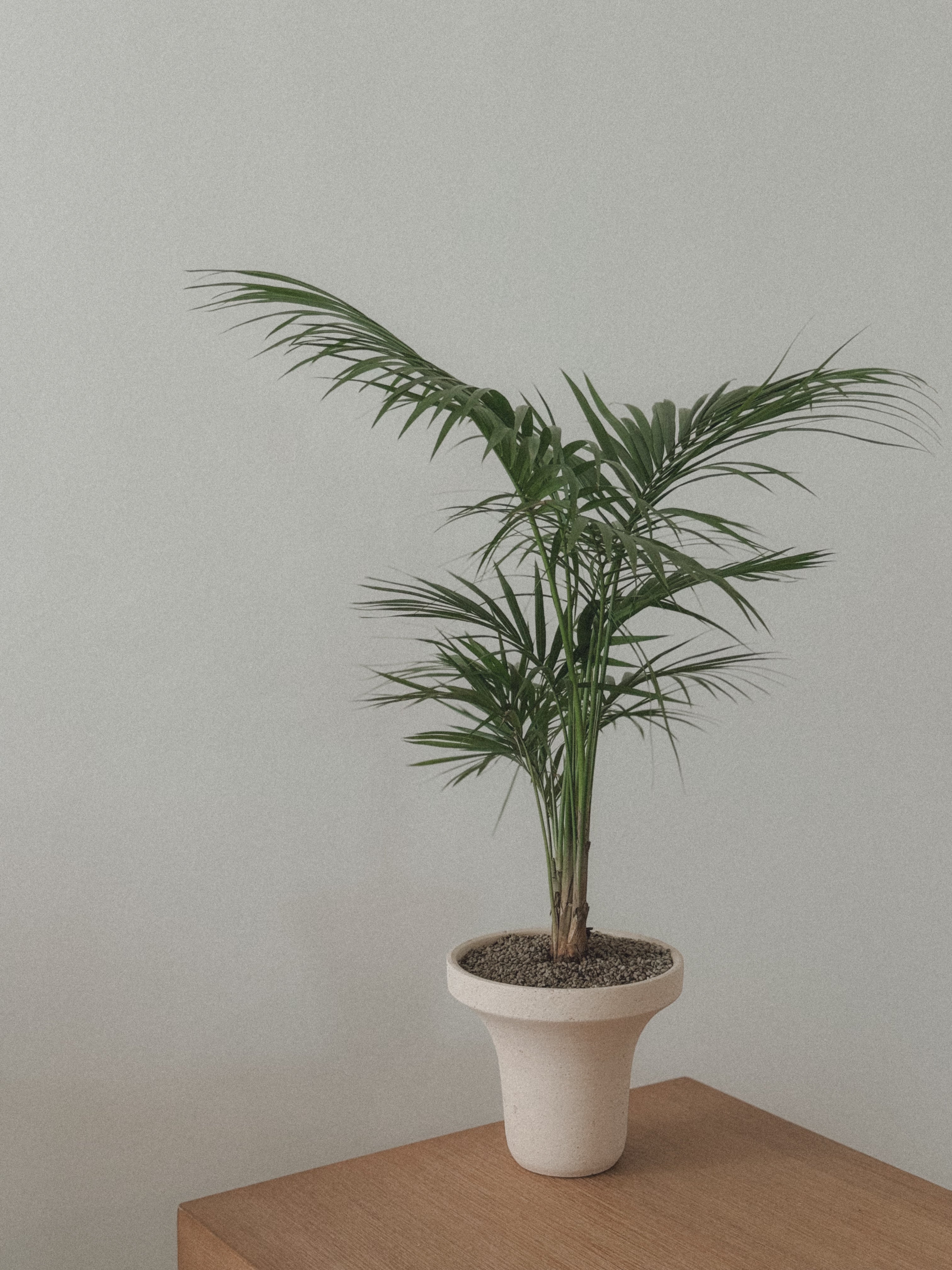 Java Palm (Rhopaloblaste)