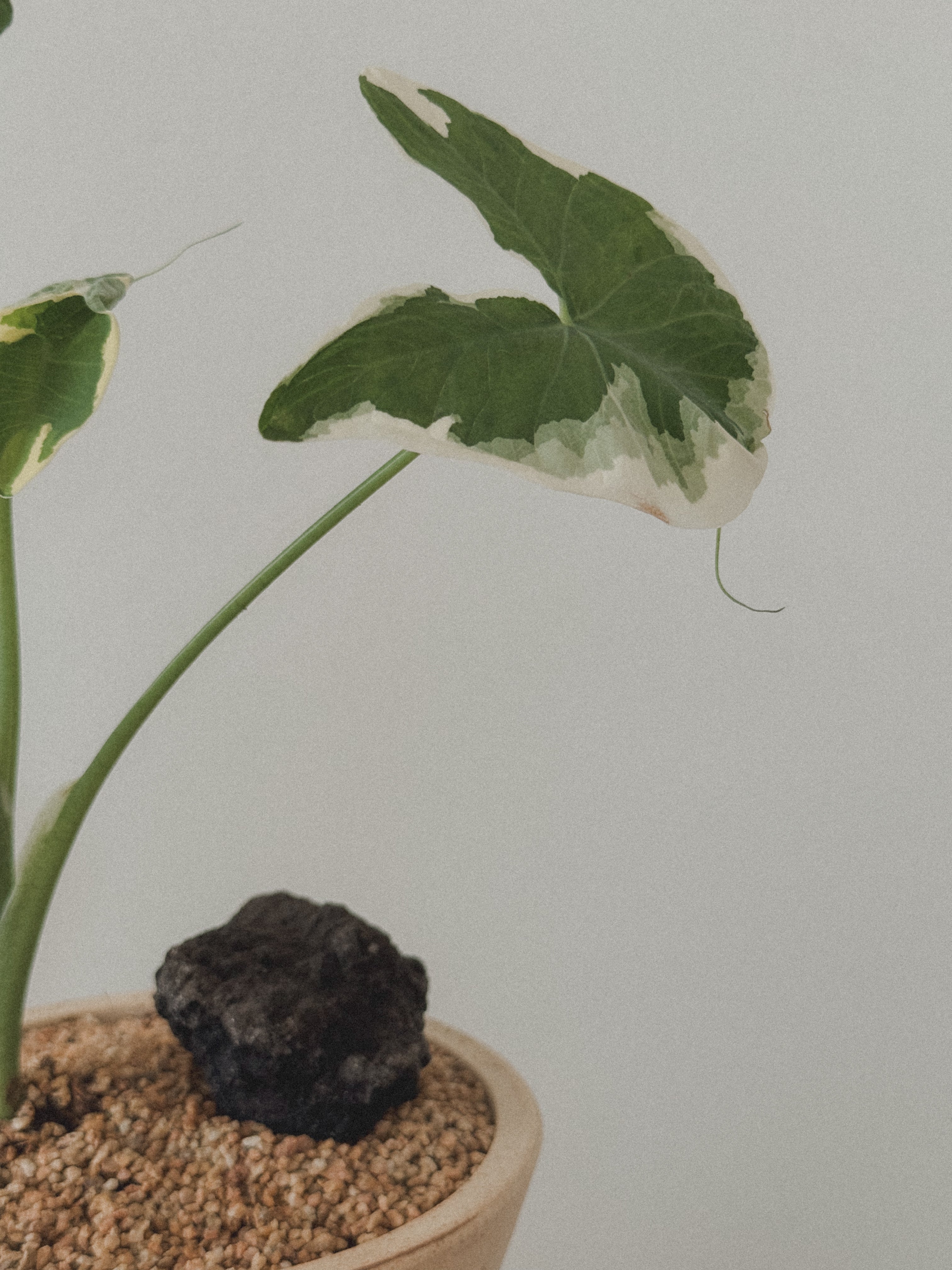 Alocasia Mickey Mouse