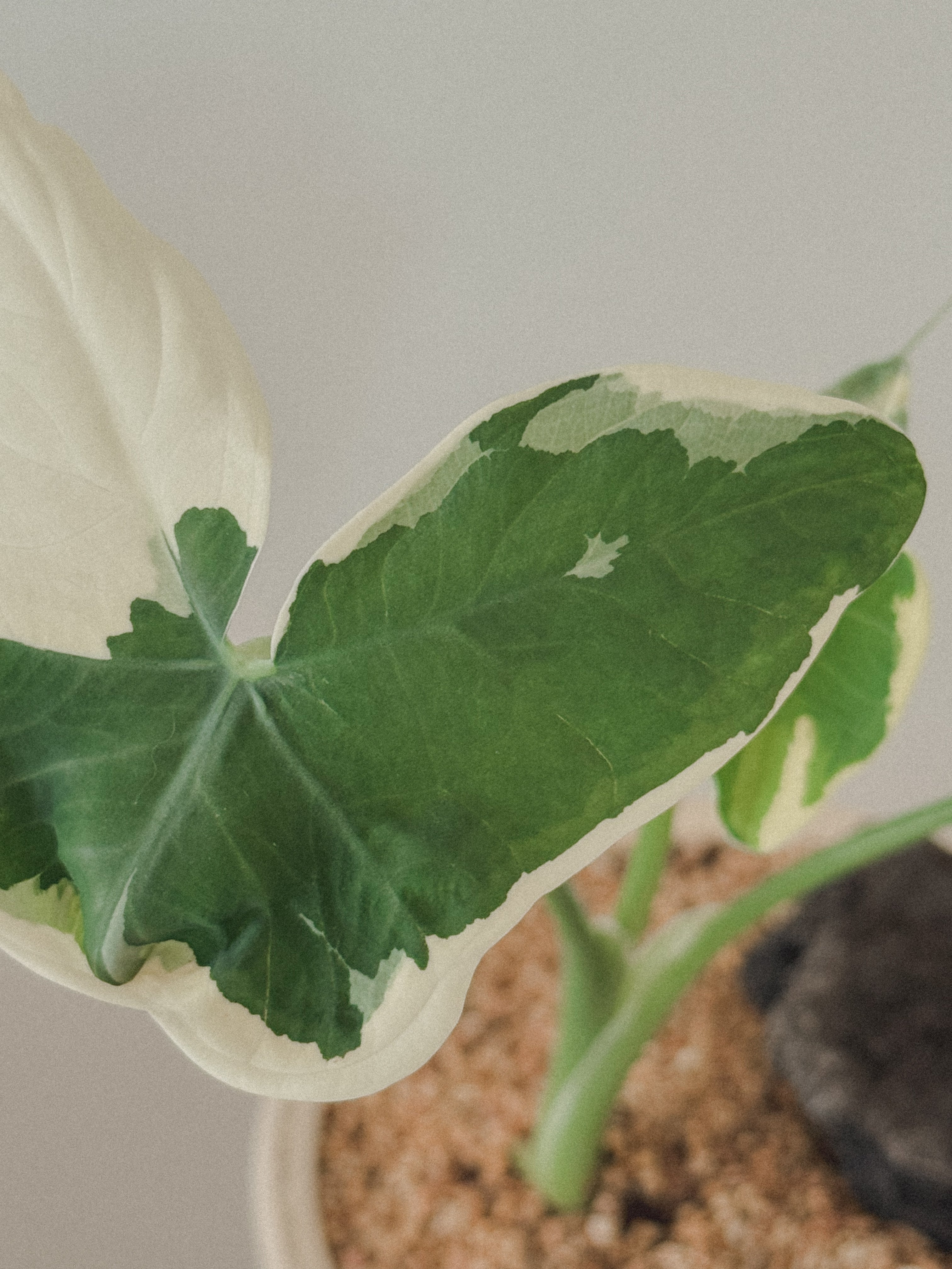 Alocasia Mickey Mouse
