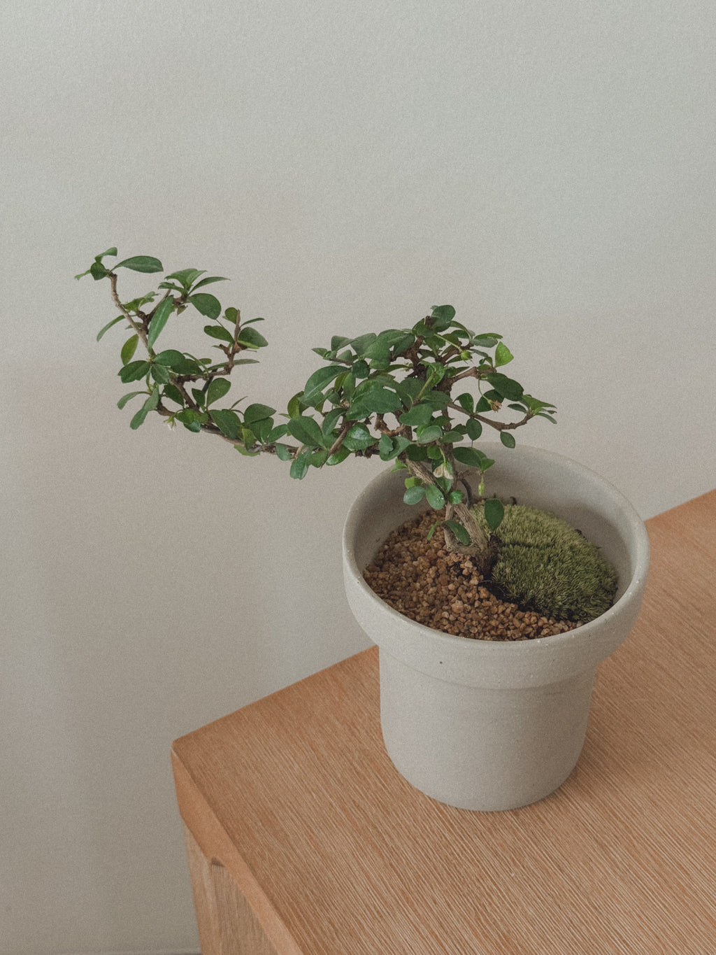 Fukien Tea Tree Bonsai