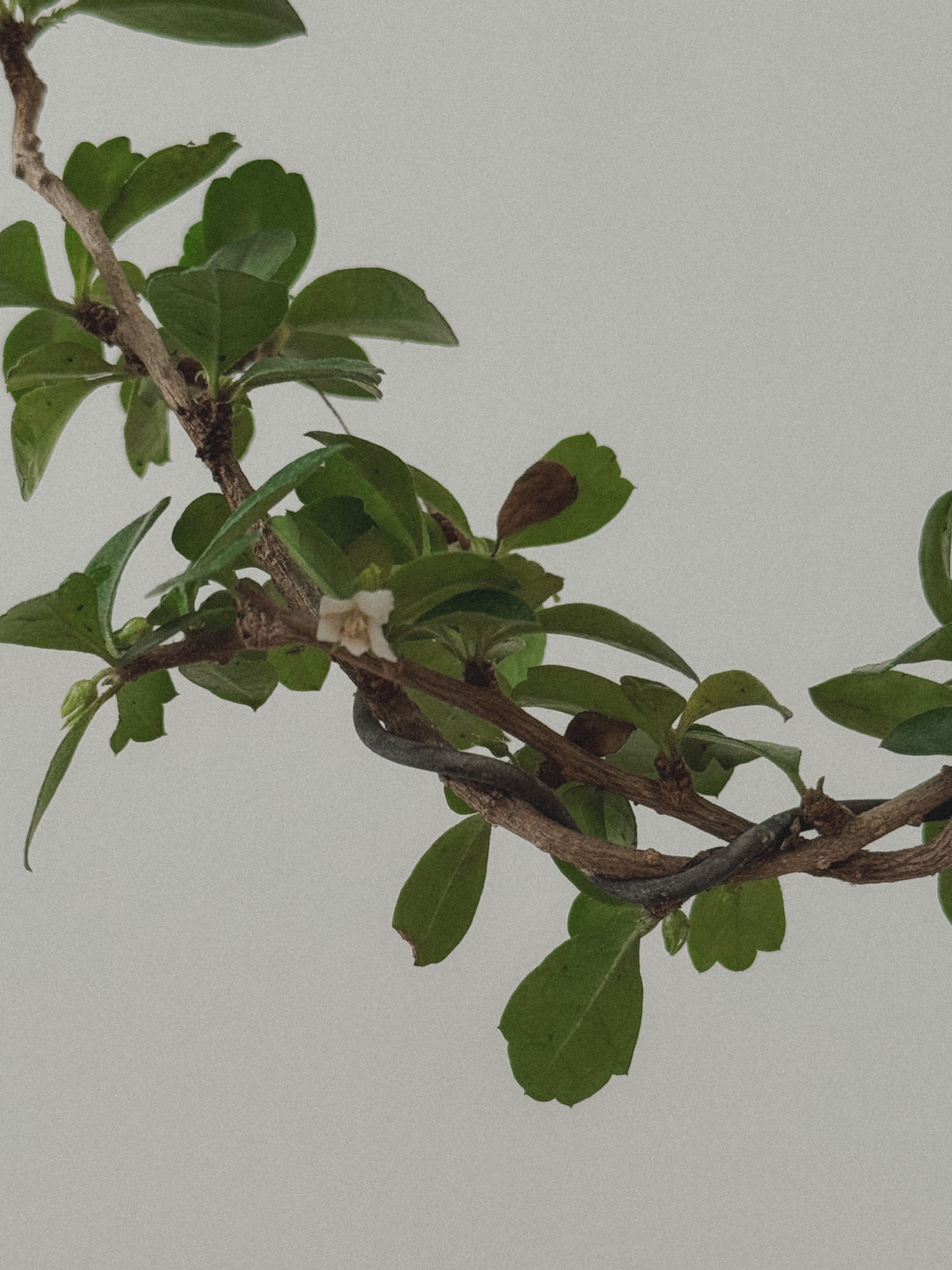 Fukien Tea Tree Bonsai